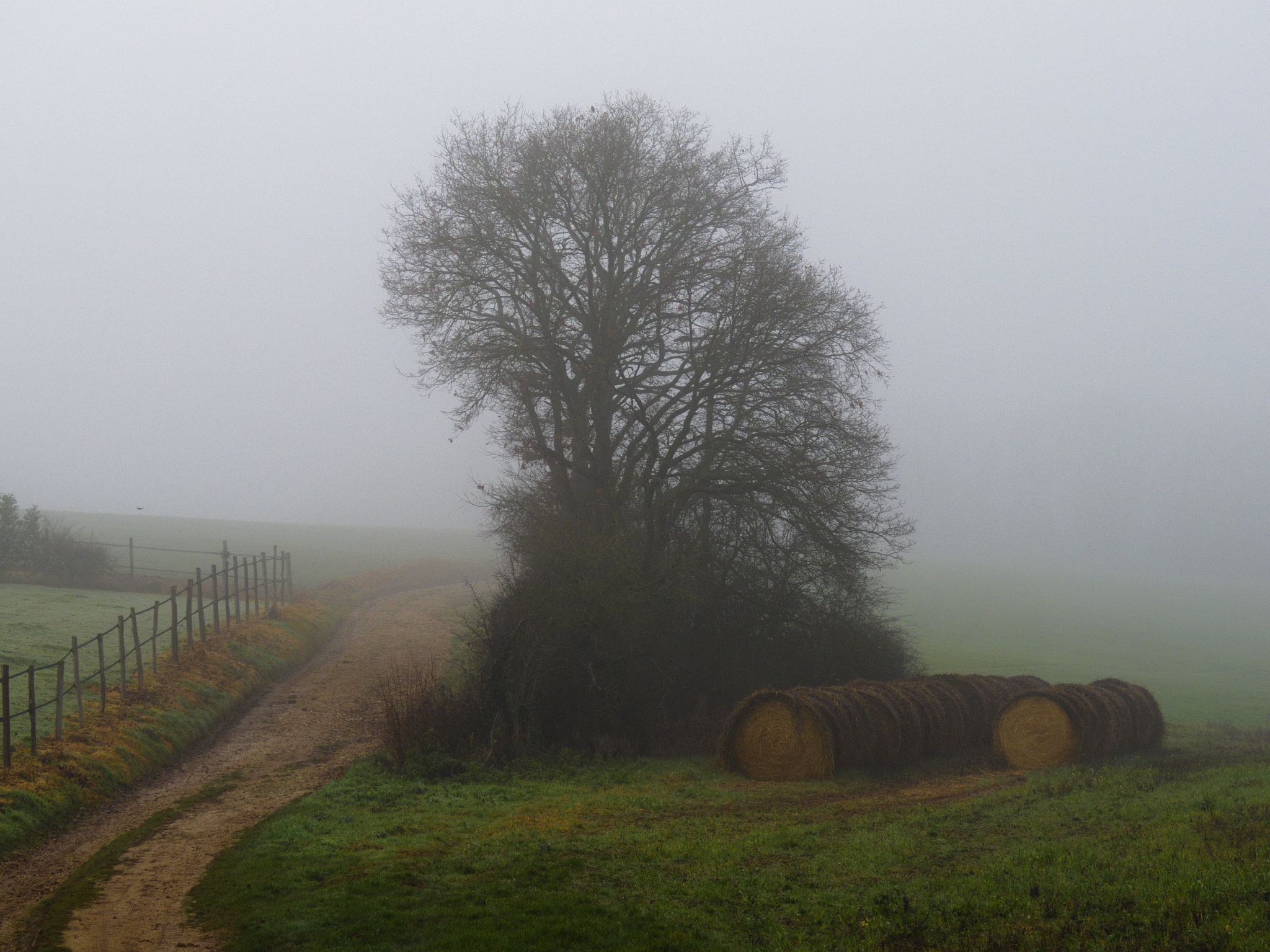 Pentax Q7 sample photo. Country tree photography