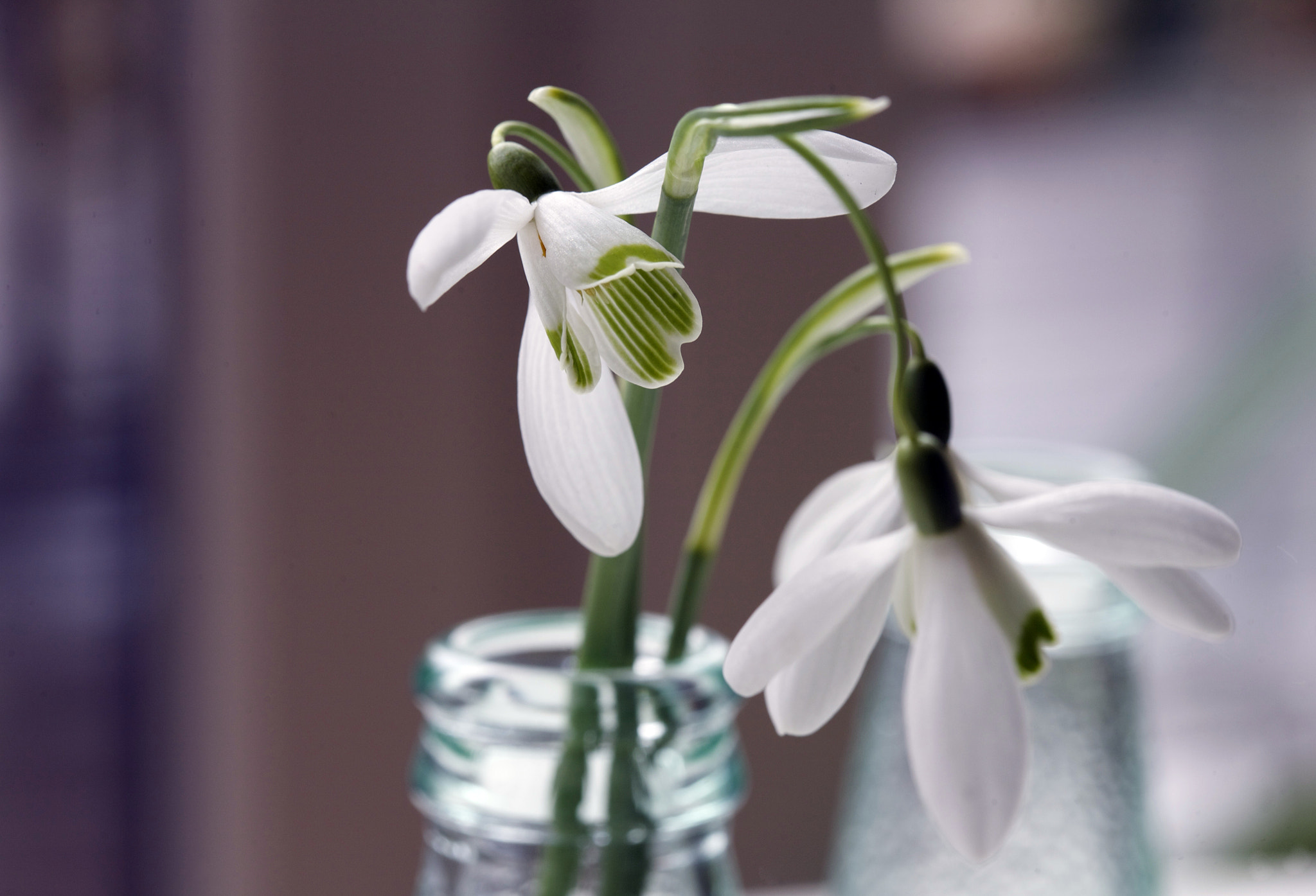 Canon EOS 5D + Canon EF 100mm F2.8 Macro USM sample photo. In love with snowdrops photography