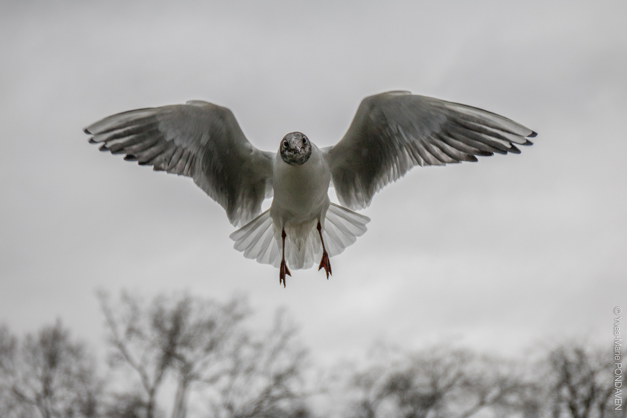 Canon EF 24-70mm F4L IS USM sample photo. A black head on a white body photography