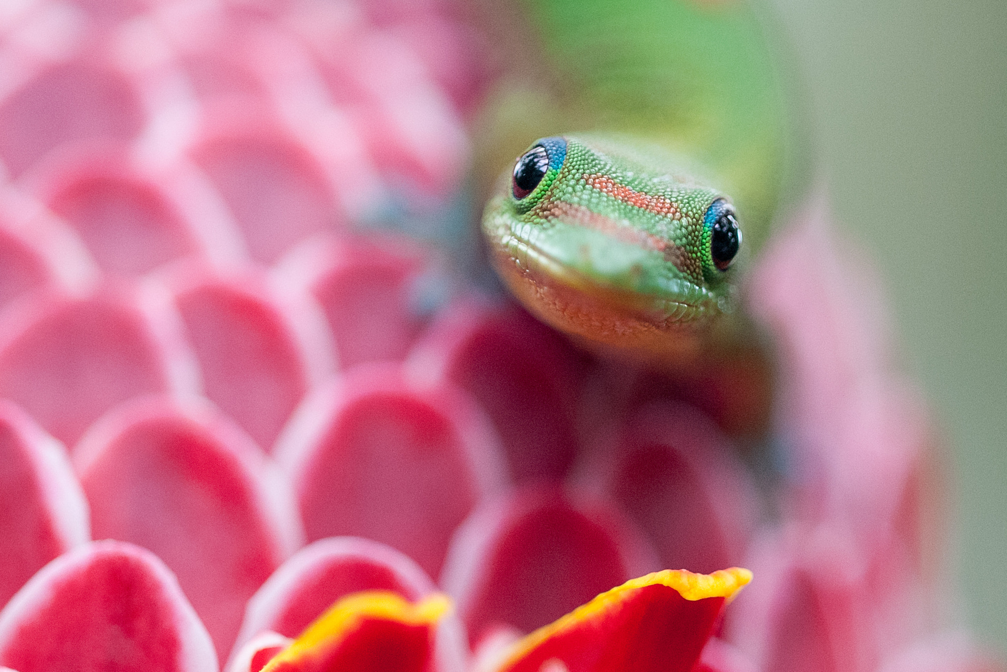 Sigma 150mm F2.8 EX DG Macro HSM sample photo. I see you! photography