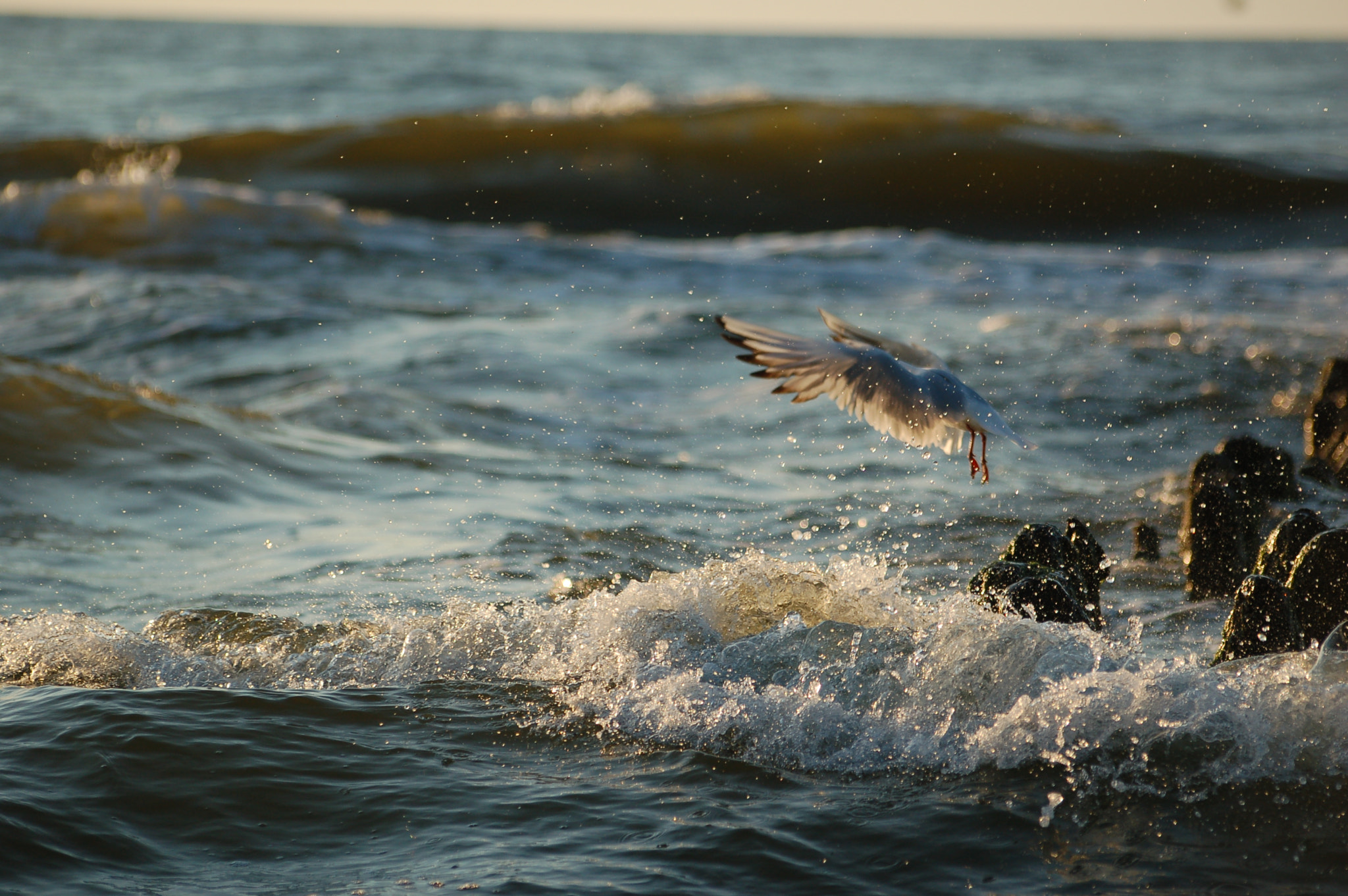 Sigma 70-300mm F4-5.6 APO Macro Super II sample photo. Start photography
