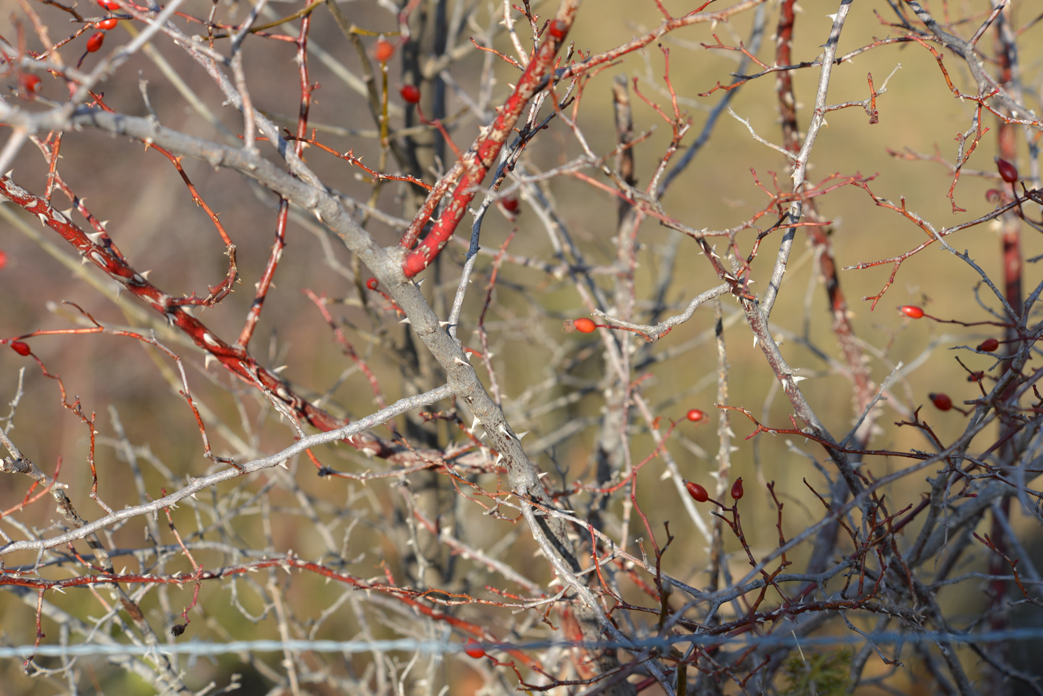 Nikon D600 sample photo
