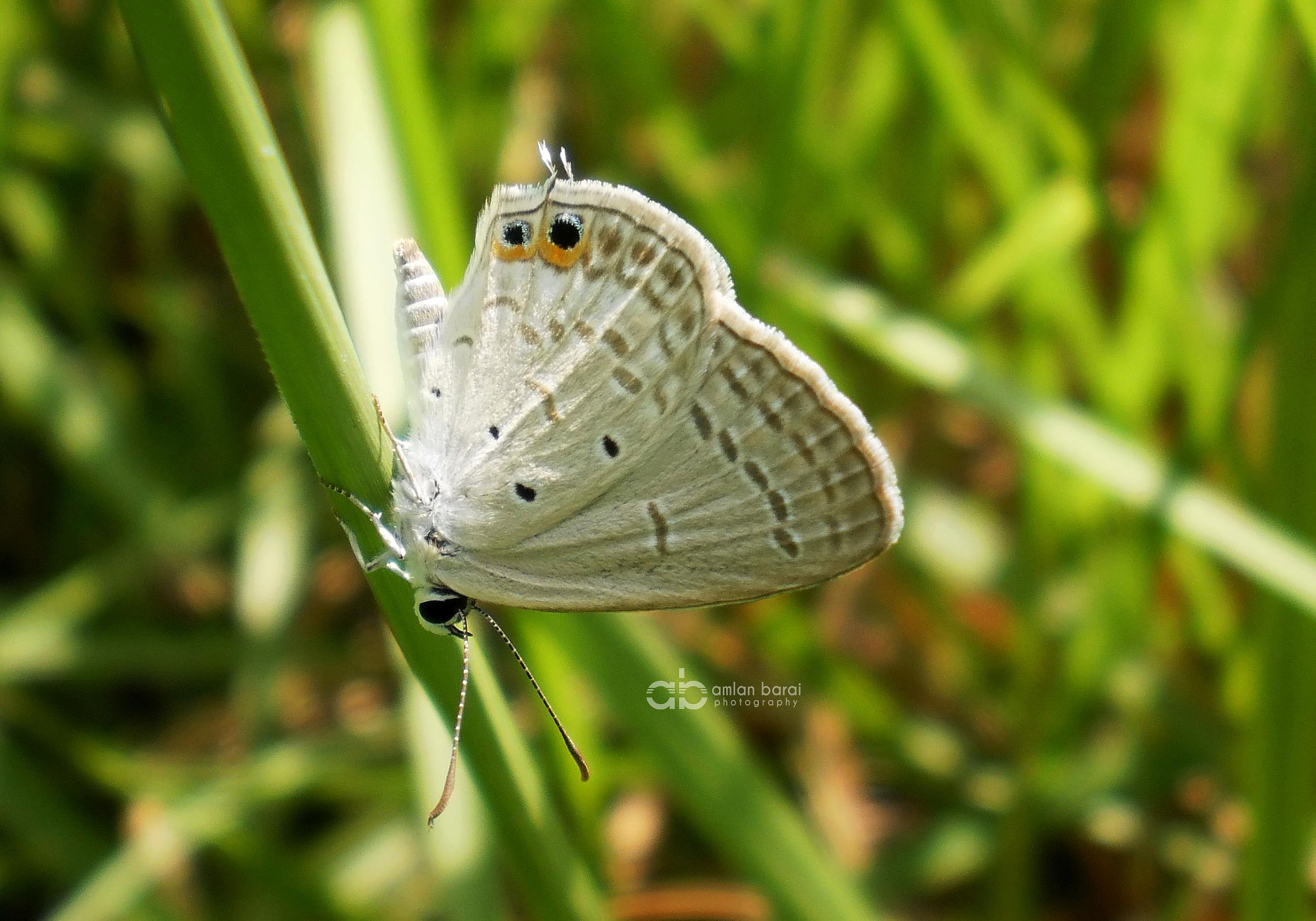 Olympus T105,T100,X36 sample photo. White brown butterfly photography