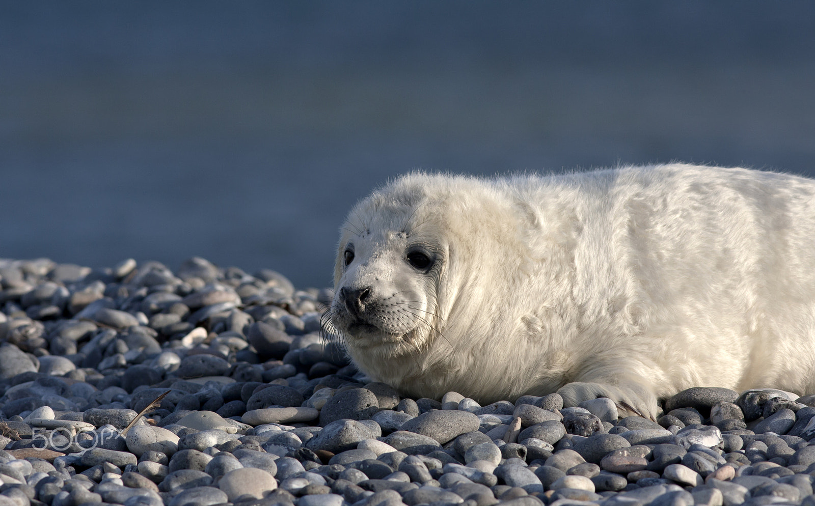 Canon EOS 40D + Canon EF 300mm F4L IS USM sample photo. Young grey seal photography