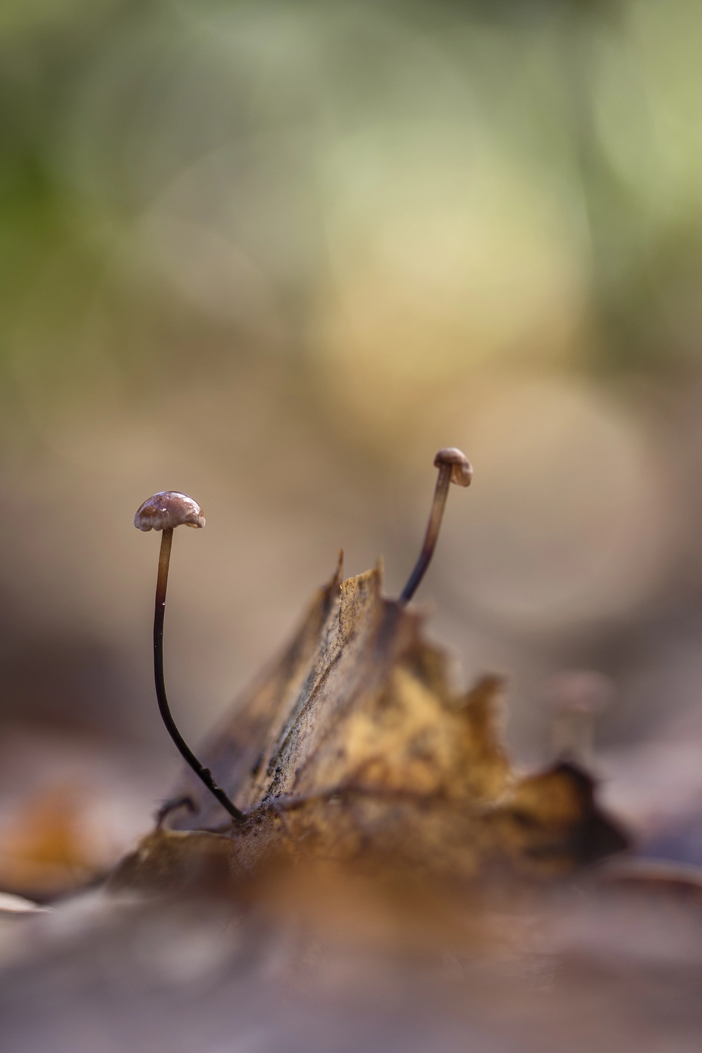 Canon EF 100mm F2.8 Macro USM sample photo. Viento en popa a toda vela photography