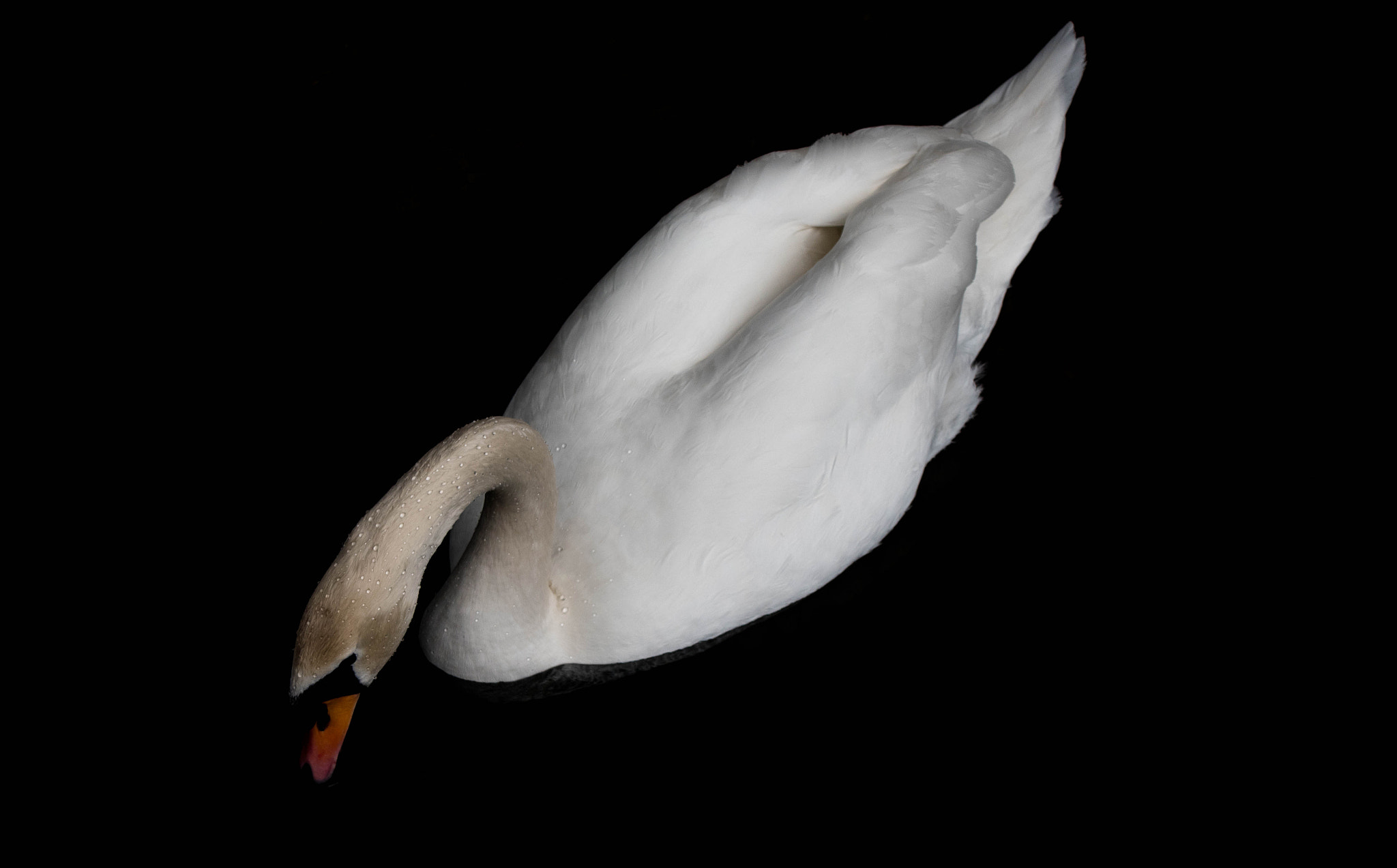 AF Zoom-Nikkor 28-80mm f/3.5-5.6D sample photo. Swan photography