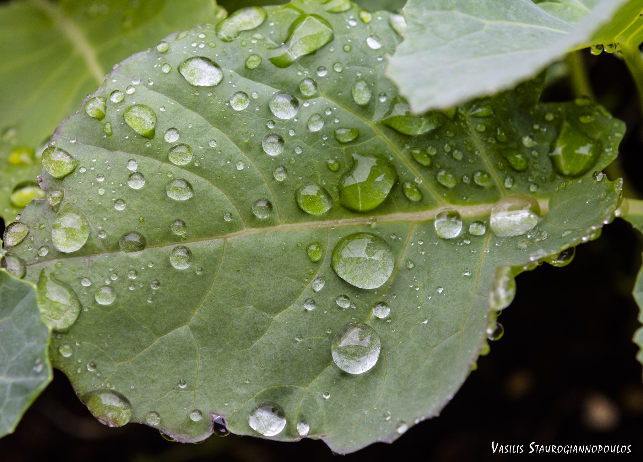 Nikon D7200 + Sigma 24-70mm F2.8 EX DG Macro sample photo. Rain drops photography
