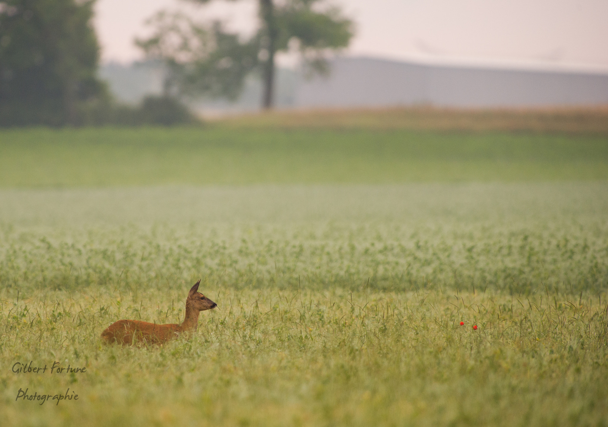 Nikon AF-S Nikkor 300mm F2.8G ED VR II sample photo. Chevreuil photography