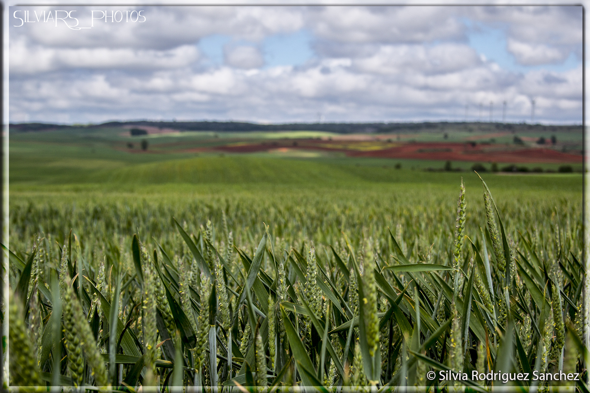 Canon EF-S 18-55mm F3.5-5.6 sample photo. Campos de trigo photography