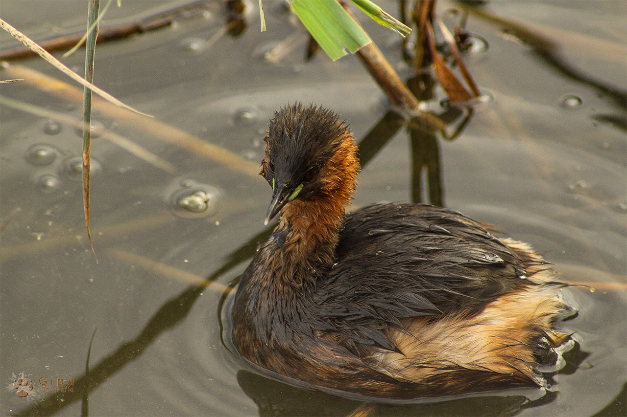Canon EF 35-70mm f/3.5-4.5A sample photo. Zampullín común (tachybaptus ruficollis) photography