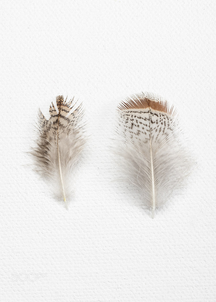 Canon EOS 5DS R + Canon EF 100mm F2.8 Macro USM sample photo. Partridge photography