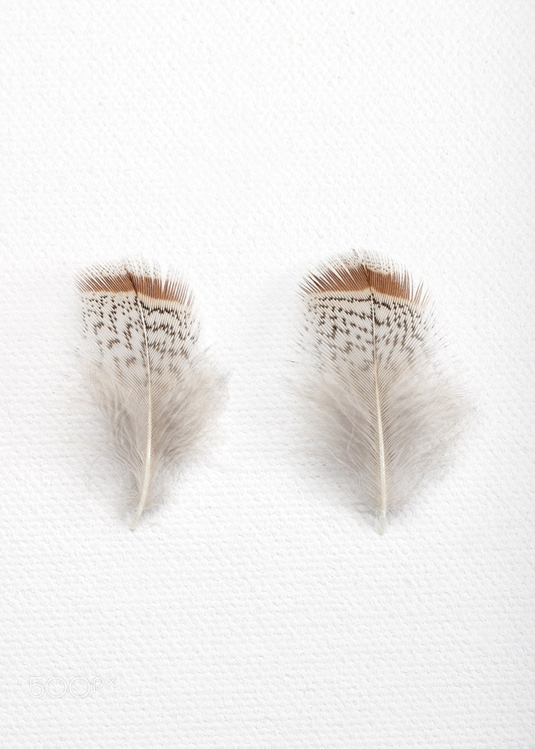 Canon EOS 5DS R + Canon EF 100mm F2.8 Macro USM sample photo. Partridge photography