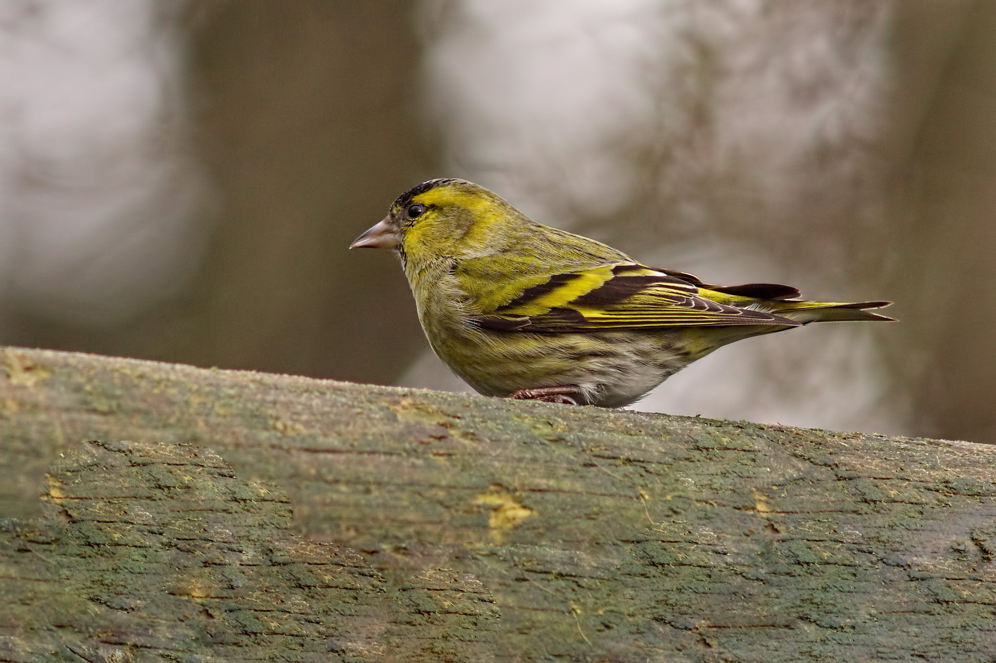 Sony ILCA-77M2 + Minolta AF 300mm F2.8 HS-APO G sample photo. Male siskin photography