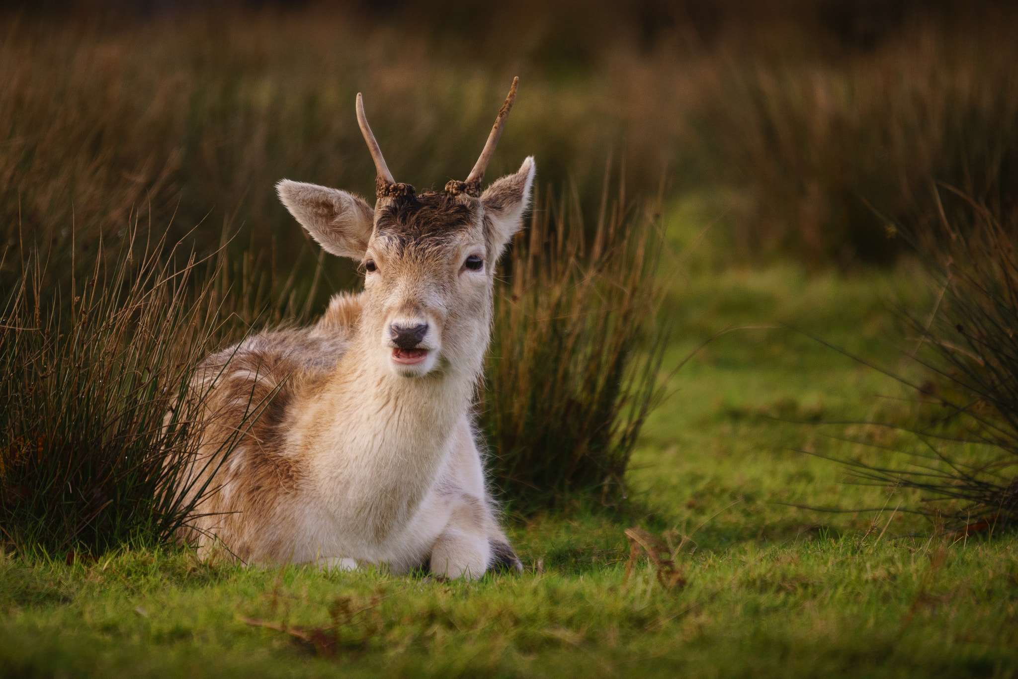 Sony a7 + Sigma 150-500mm F5-6.3 DG OS HSM sample photo. Who are you looking at? photography