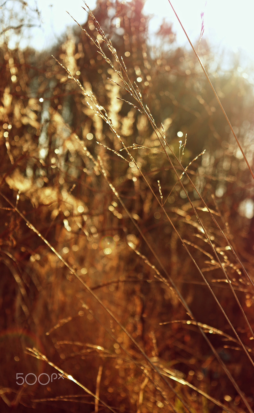 18.00 - 55.00 mm f/3.5 - 5.6 sample photo. Grass photography
