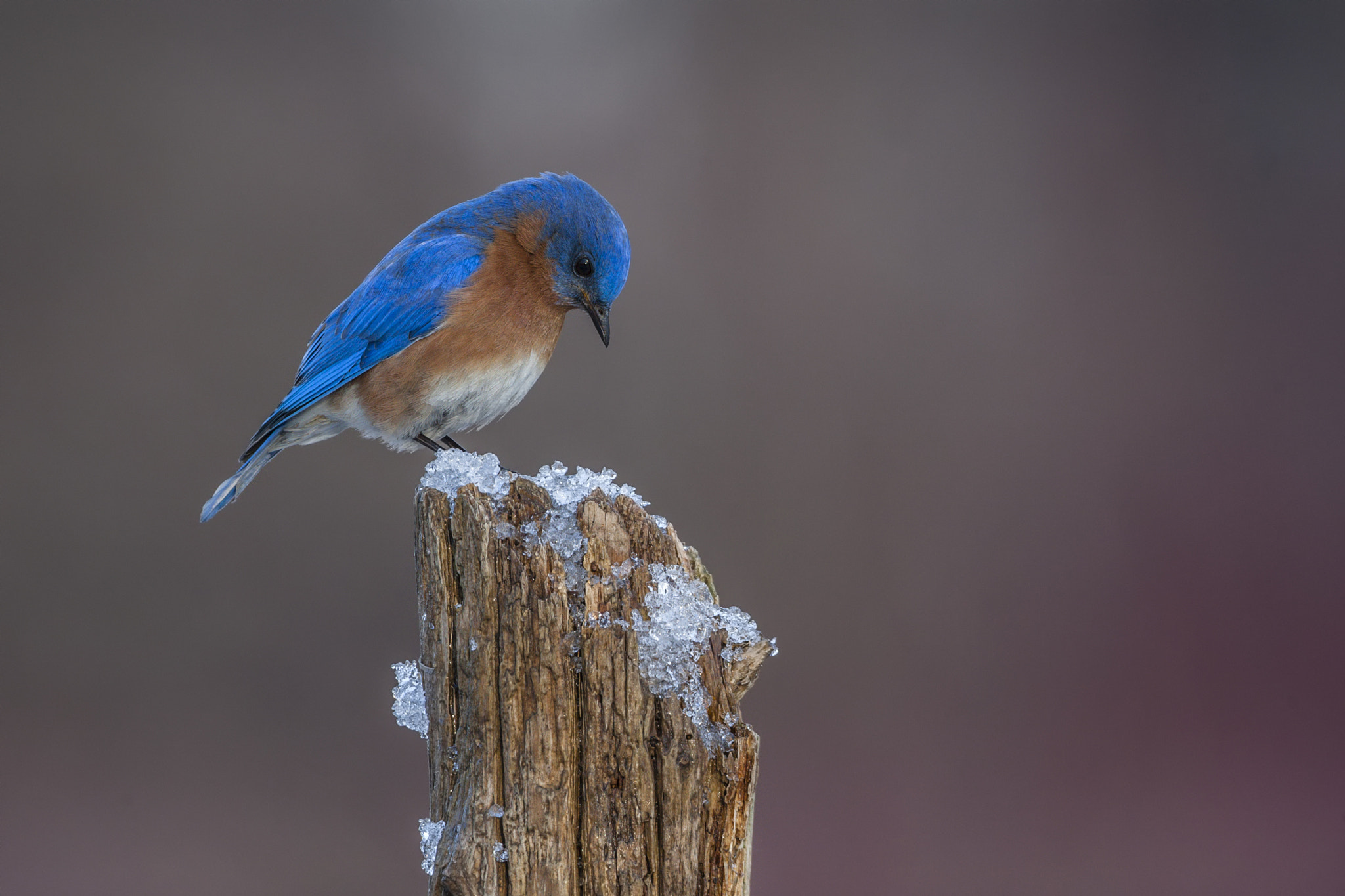 Canon EOS-1D Mark III sample photo. Winter bluebird photography