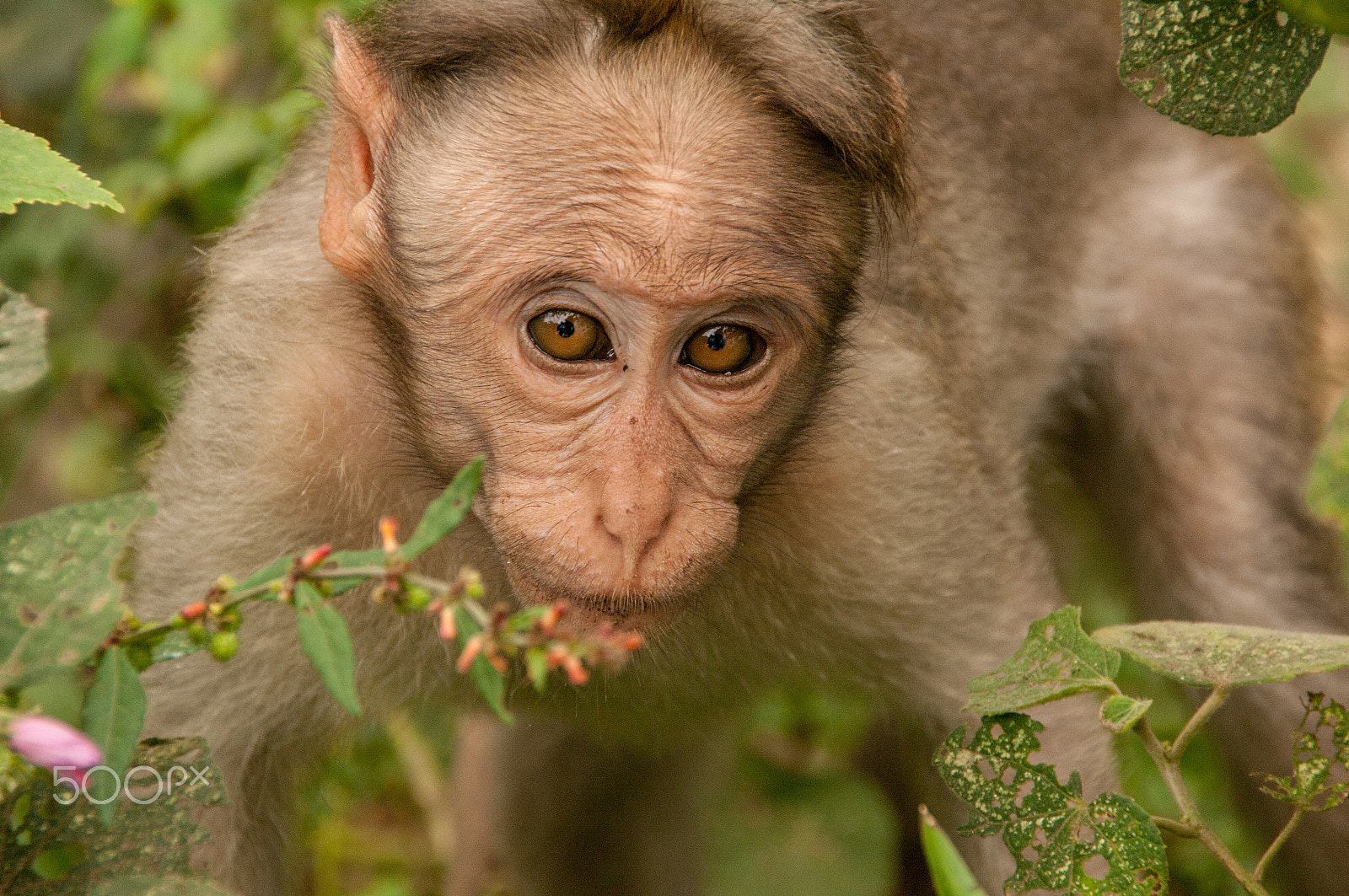 Pentax K-7 sample photo. Macaque photography