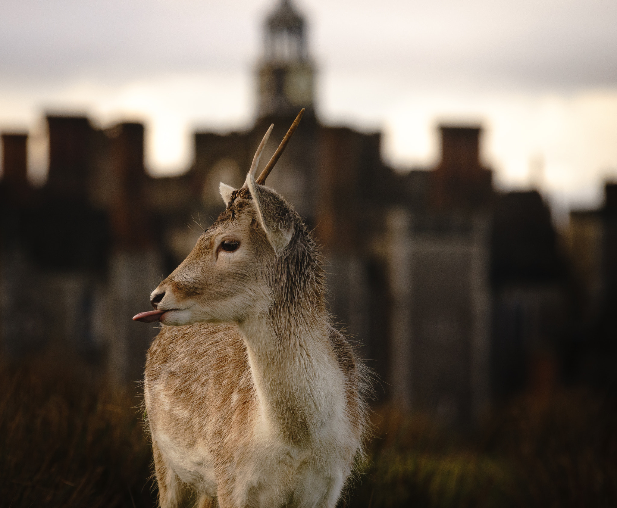 Sigma 150-500mm F5-6.3 DG OS HSM sample photo. Posh deer photography
