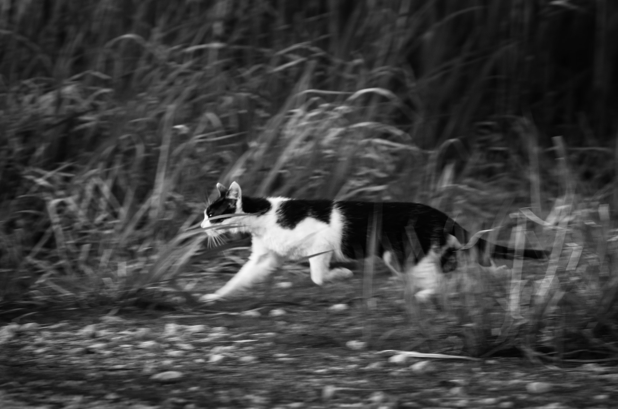 Pentax smc DA 55-300mm F4.0-5.8 ED sample photo. Hunter photography