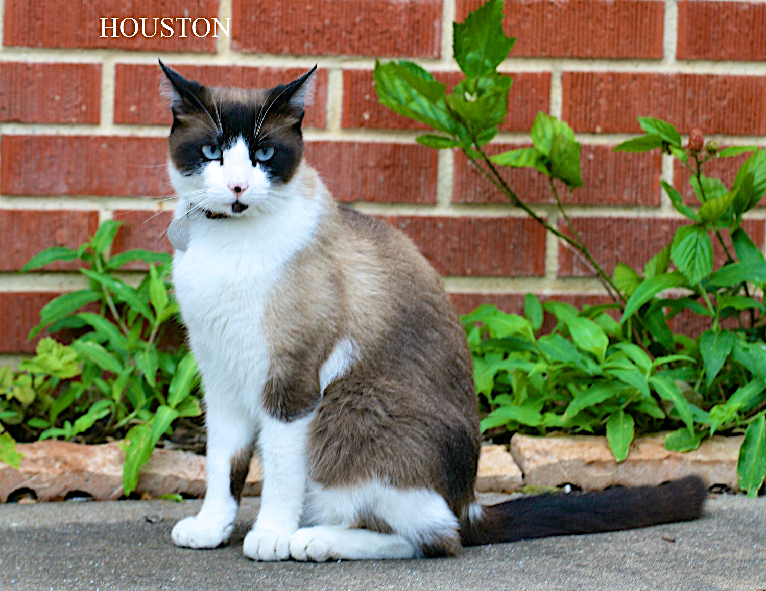 Canon EOS 5D + Canon EF 180mm F3.5L Macro USM sample photo. Houston photography