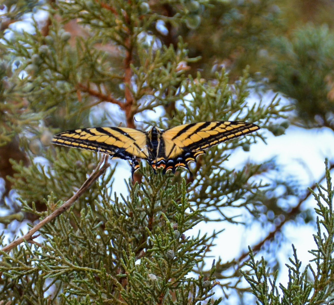 Nikon D600 + Nikon AF-S DX Nikkor 18-300mm F3.5-5.6G ED VR sample photo. Oregon butterfly monarch photography