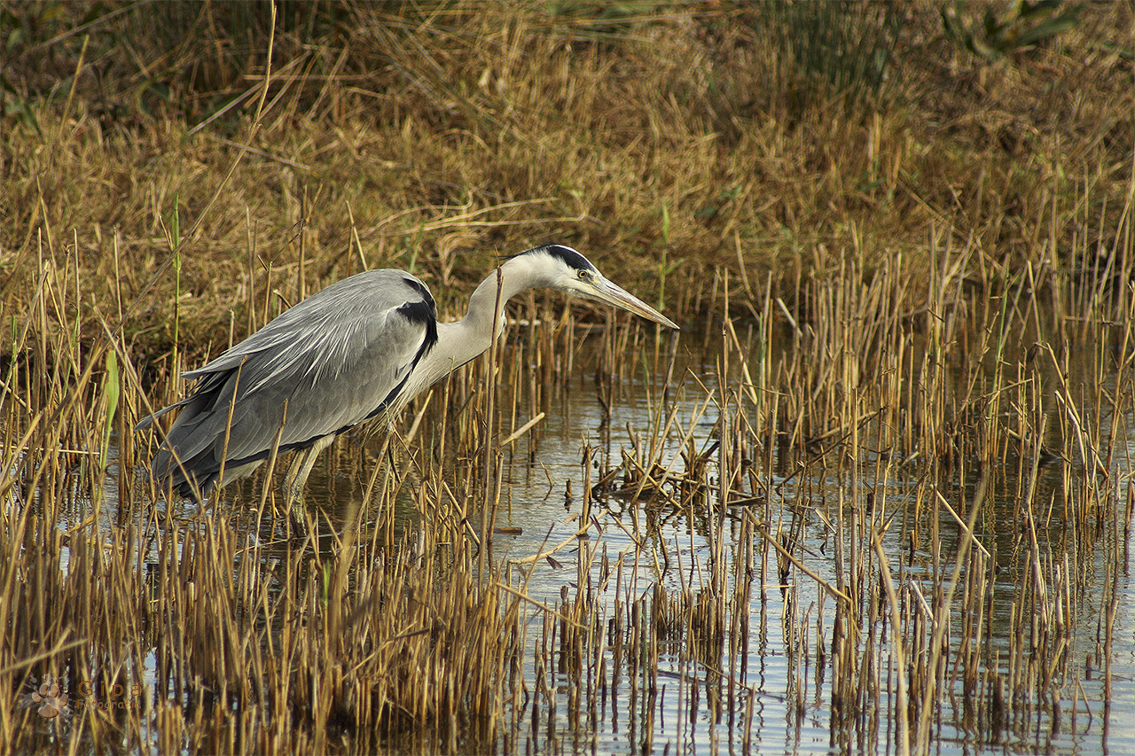 Canon EOS 50D + Canon EF 35-70mm f/3.5-4.5A sample photo. Garza real (ardea cinerea) photography