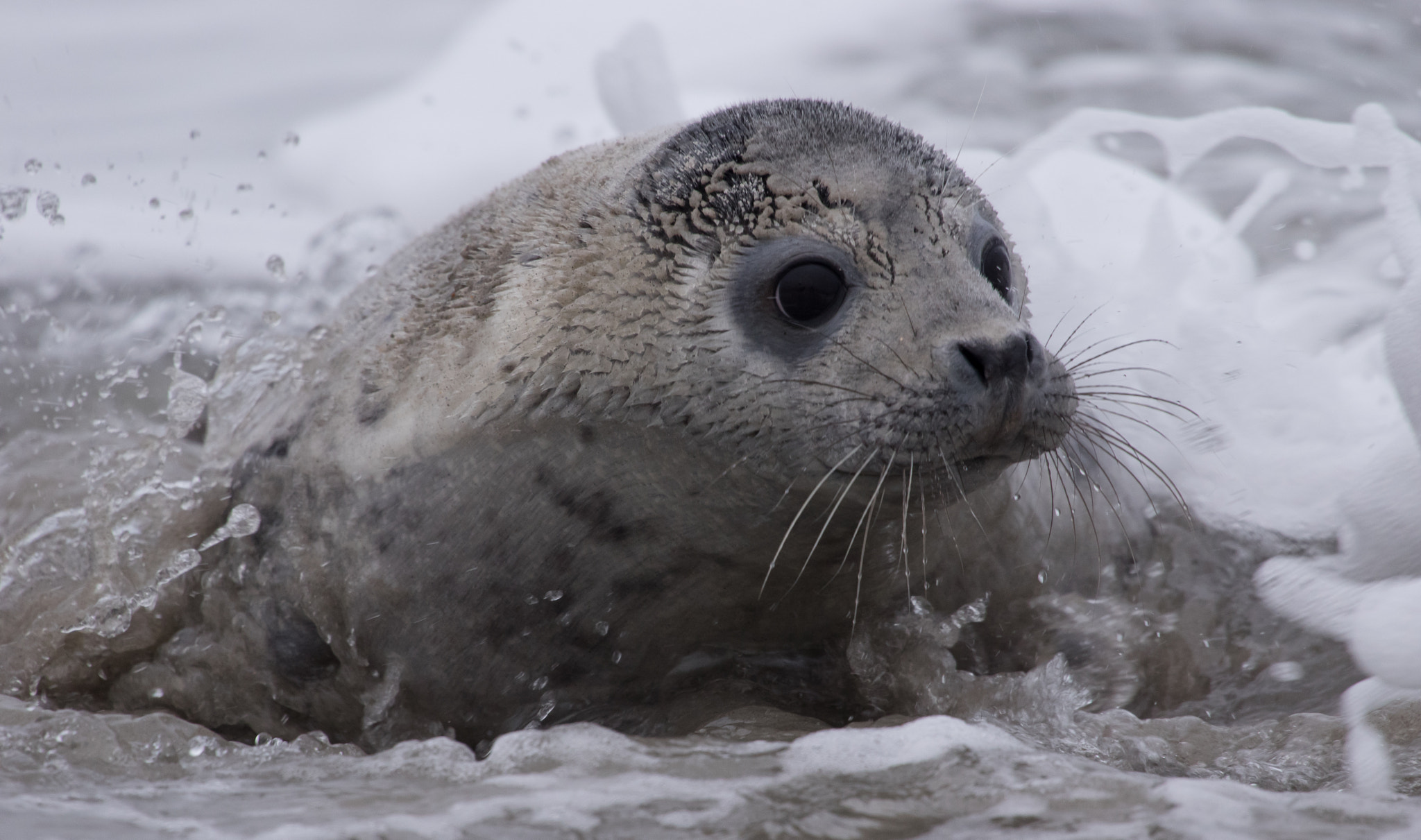 Pentax K-3 sample photo. Splash! photography