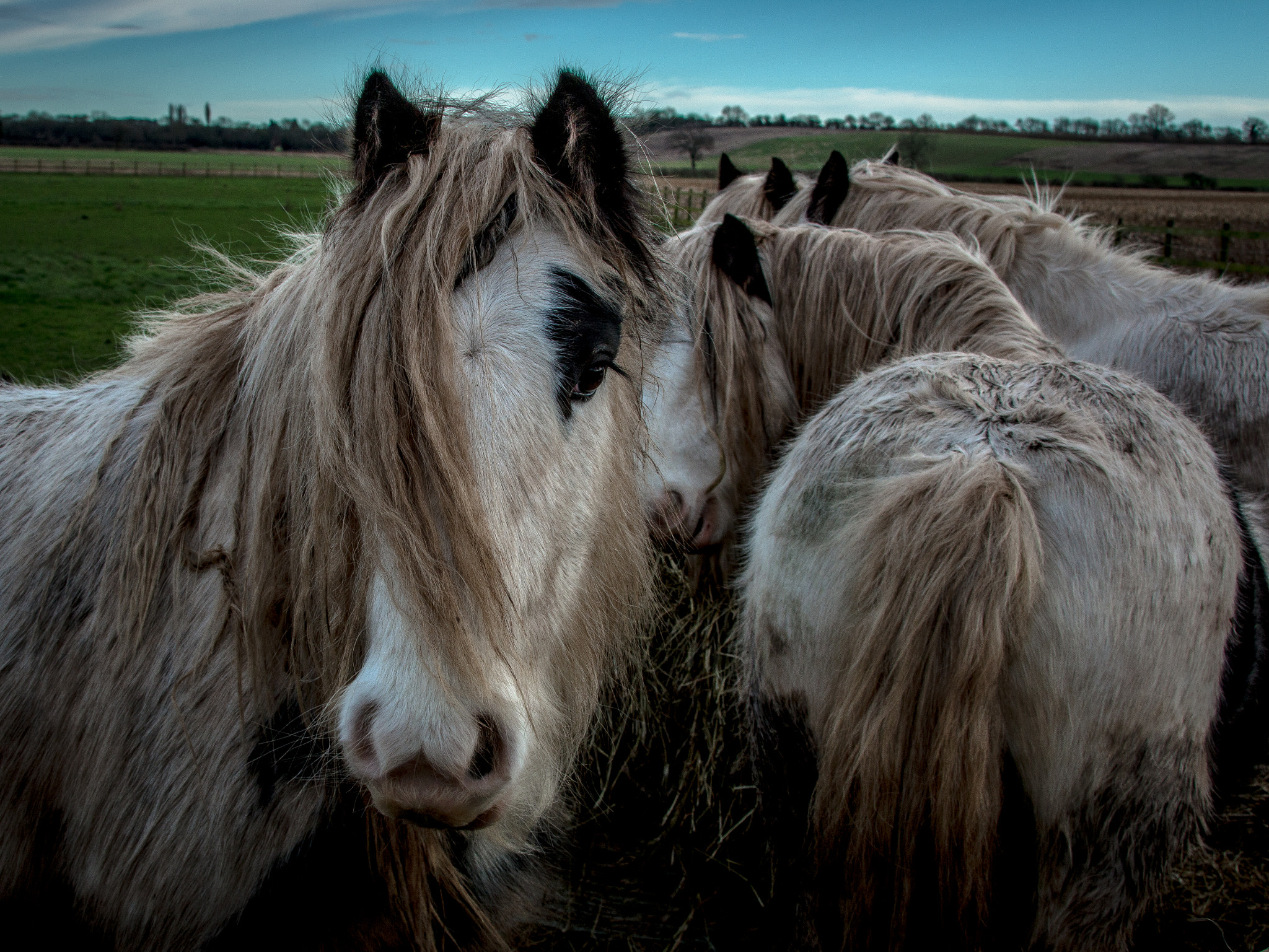 Canon EF 28-300mm F3.5-5.6L IS USM sample photo. Horses photography