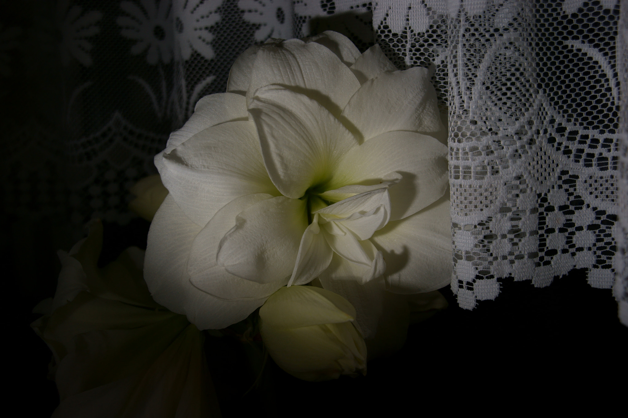 Sony Alpha DSLR-A350 + Sigma DC 18-125mm F4-5,6 D sample photo. White amaryllis photography