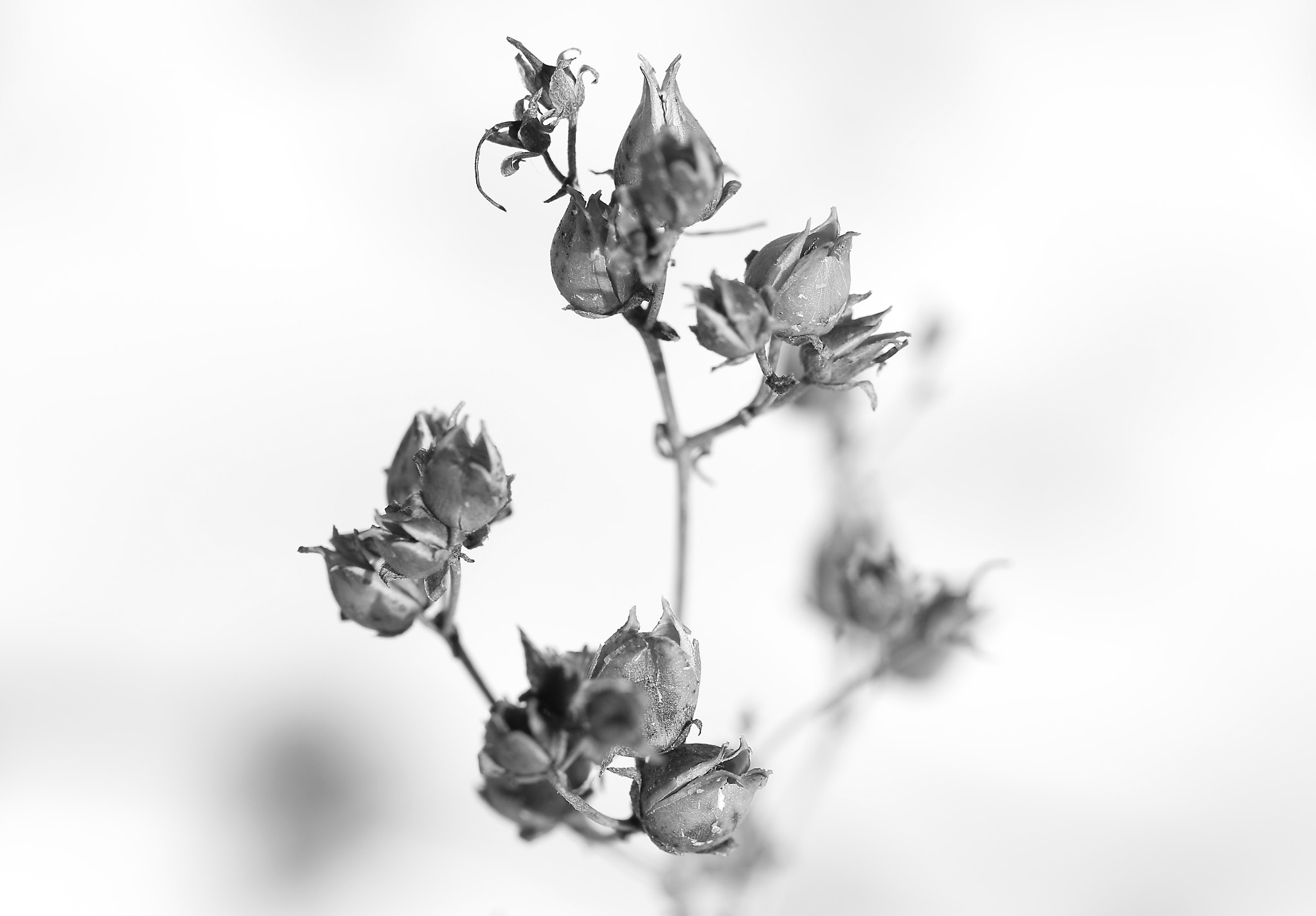 Tamron SP AF 60mm F2 Di II LD IF Macro sample photo. Buds photography