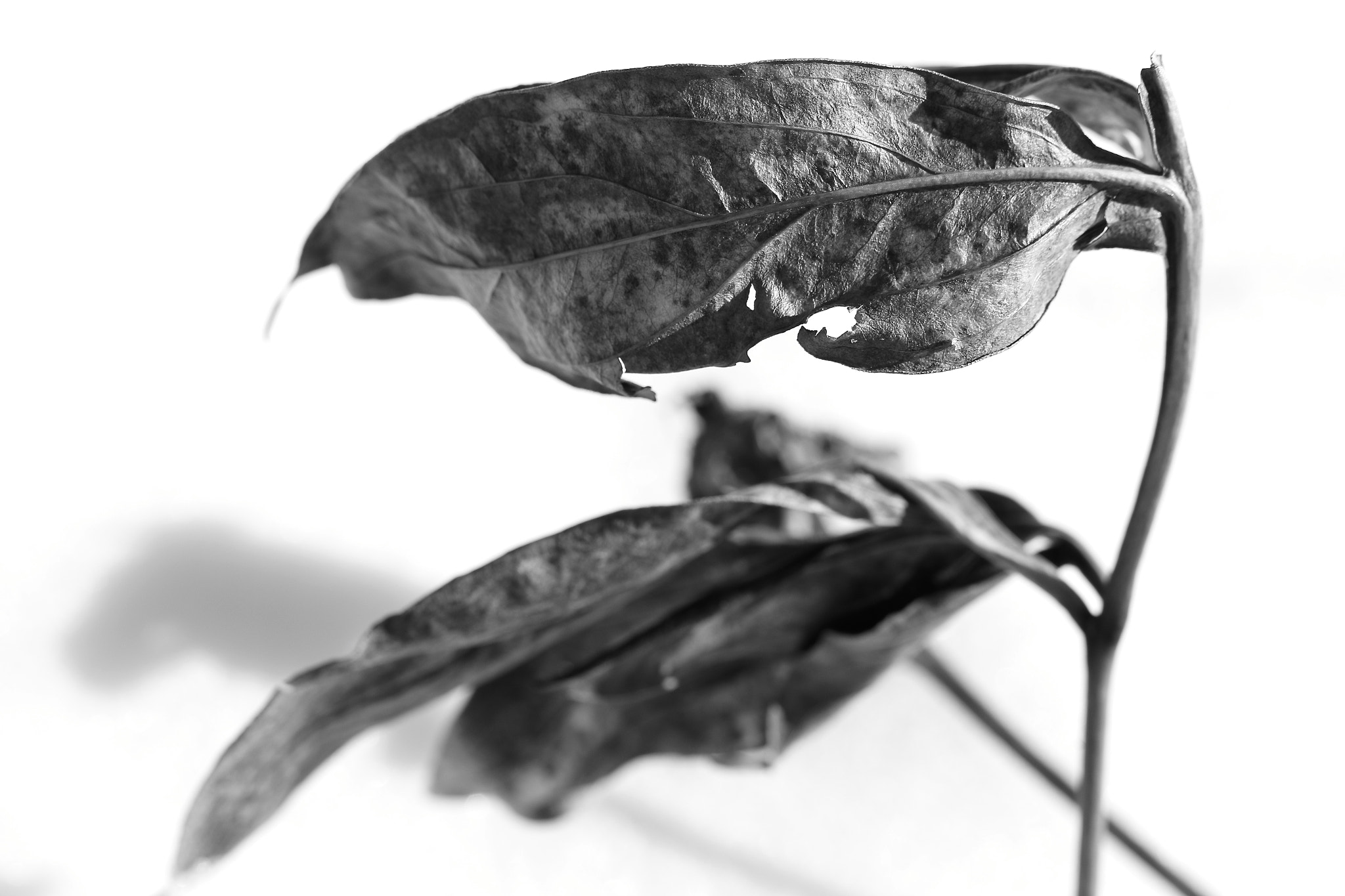 Tamron SP AF 60mm F2 Di II LD IF Macro sample photo. Withered flags photography