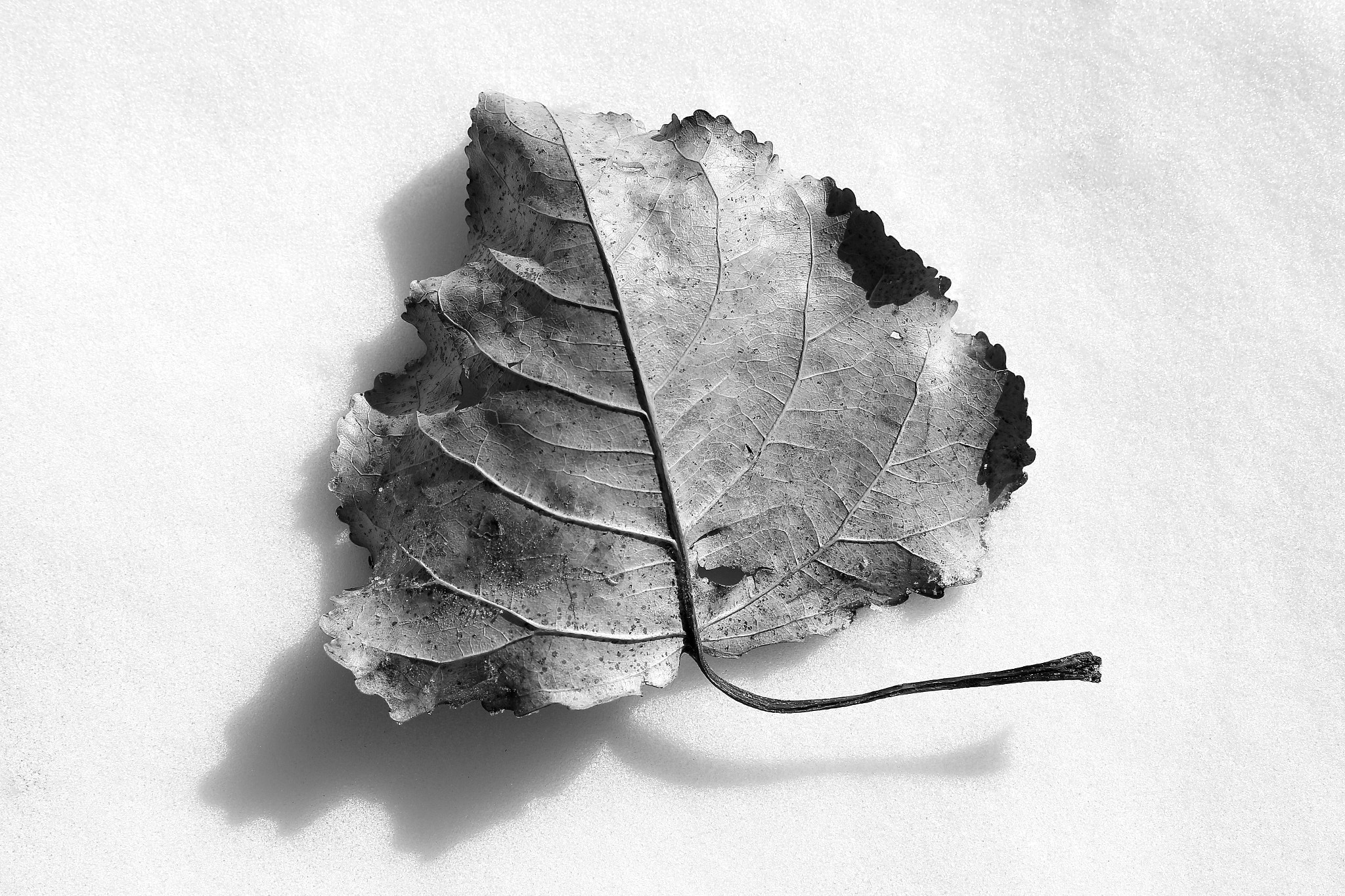 Tamron SP AF 60mm F2 Di II LD IF Macro sample photo. Weightless leaf photography