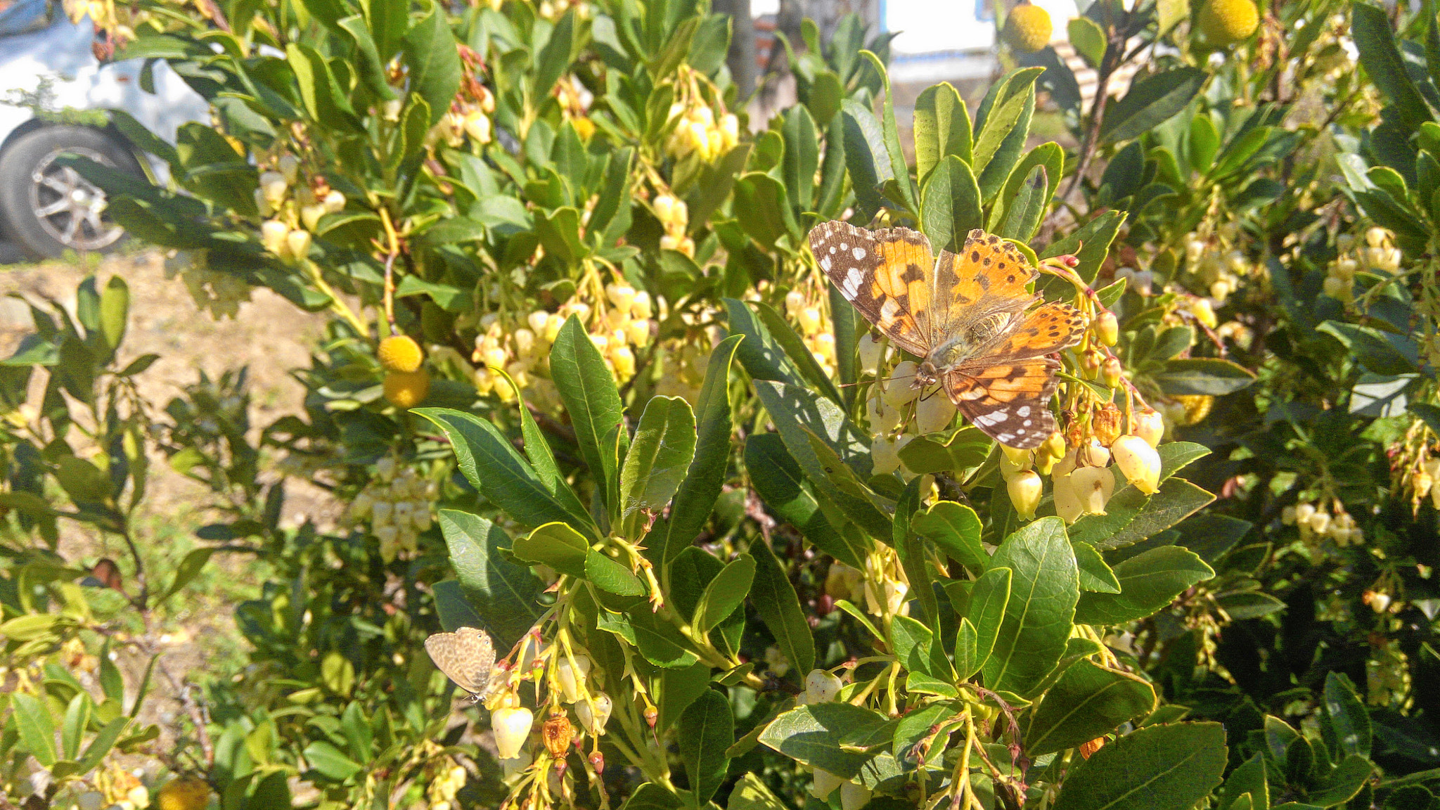 Xiaomi HM NOTE sample photo. Butterfly in the arbutus photography