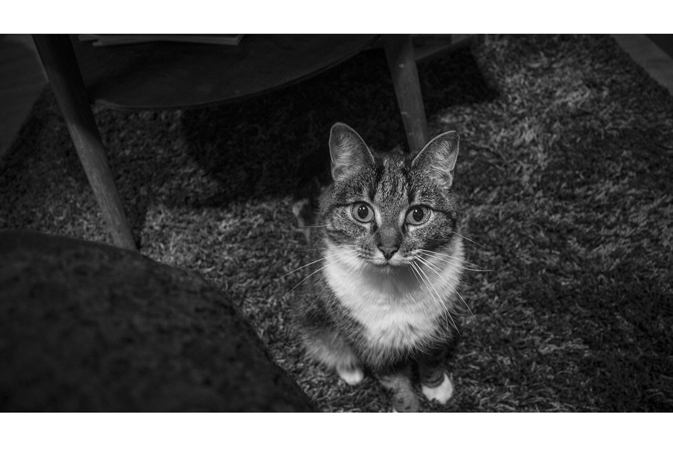 Canon EF-S 17-85mm F4-5.6 IS USM sample photo. Knissi photography