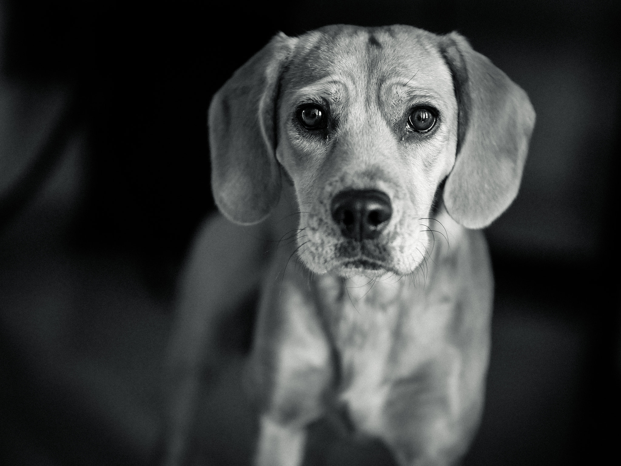 Panasonic Leica DG Nocticron 42.5mm F1.2 ASPH OIS sample photo. Lucero photography