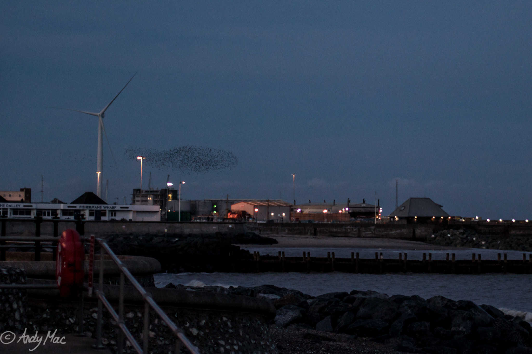 Sigma 50mm F1.4 EX DG HSM sample photo. Murmuration photography