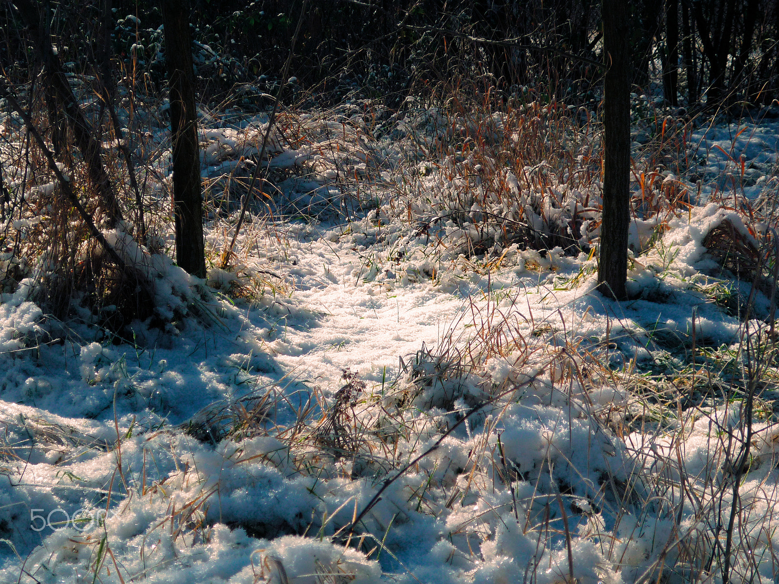 Panasonic DMC-FS42 sample photo. Snowy january photography