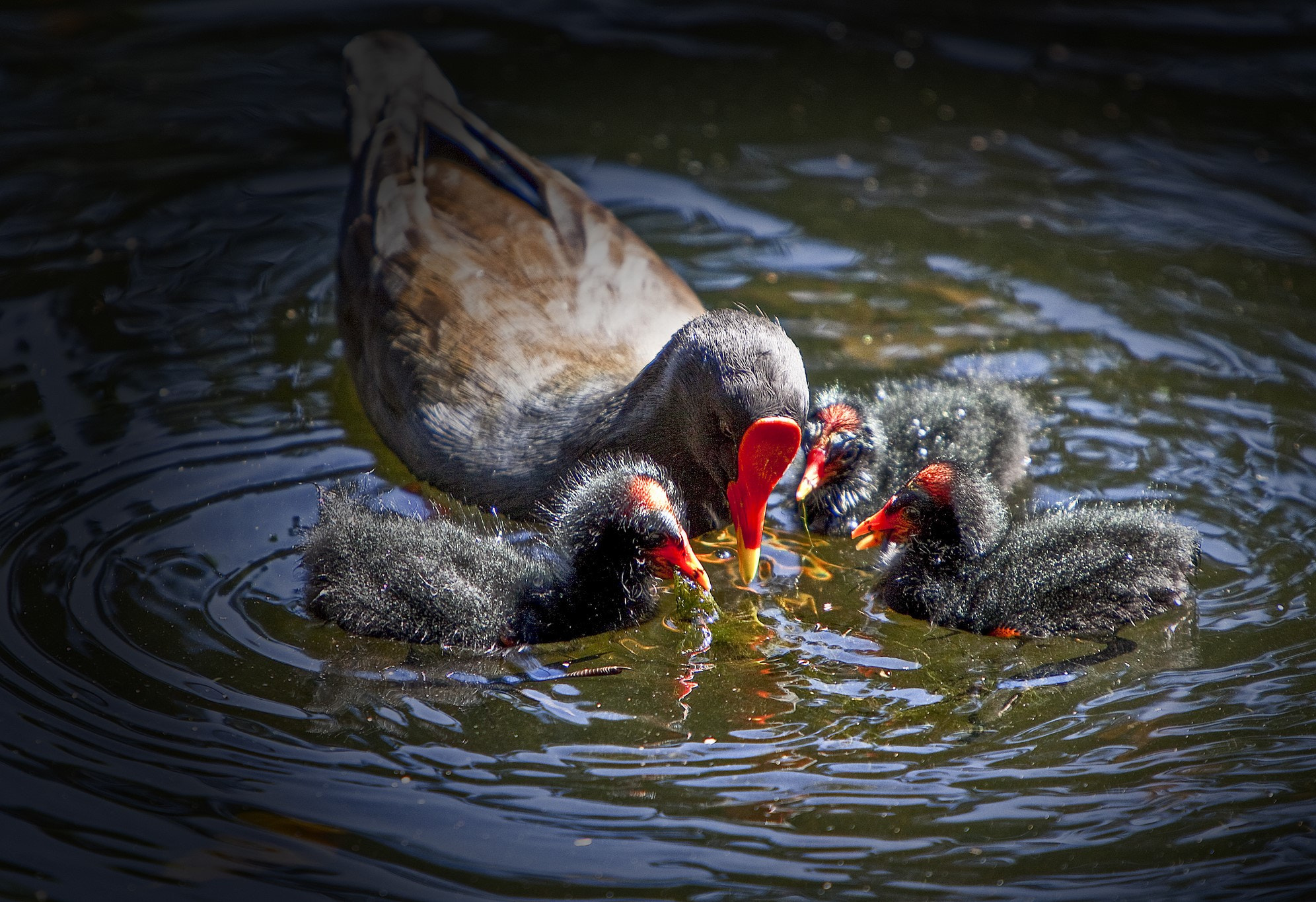 Canon EF 70-200mm F2.8L IS USM sample photo. Bird's family photography