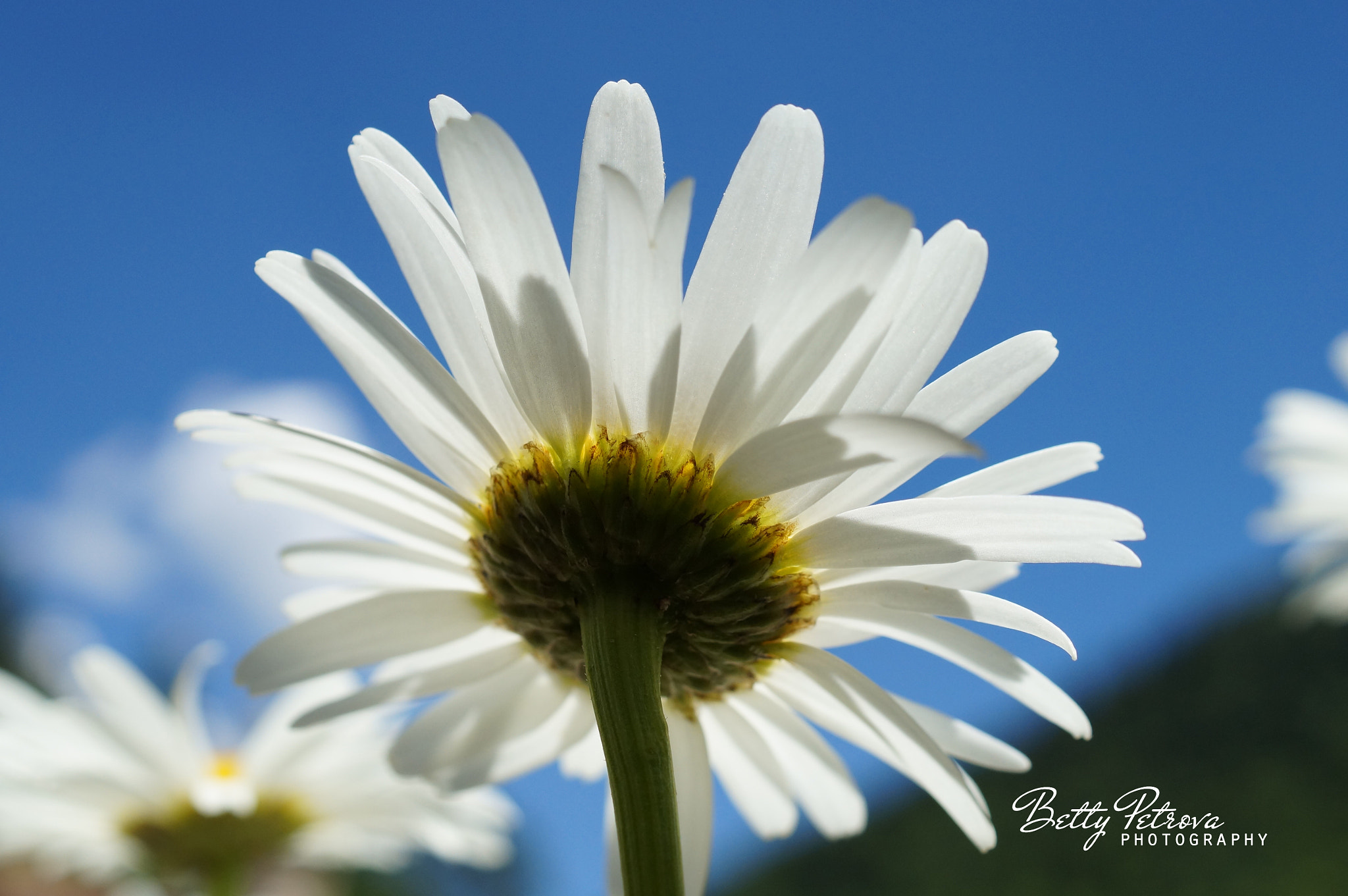 Sony SLT-A37 + Sony DT 30mm F2.8 Macro SAM sample photo. Looking at the sky photography