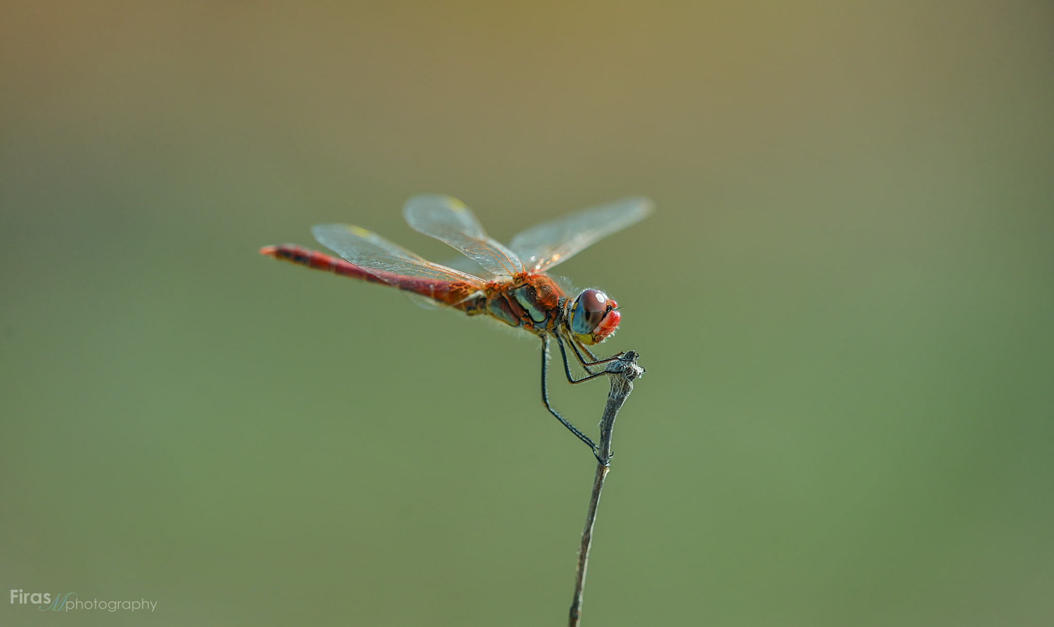 Sigma 150mm F2.8 EX DG Macro HSM sample photo. $ macro dragonfly $ photography