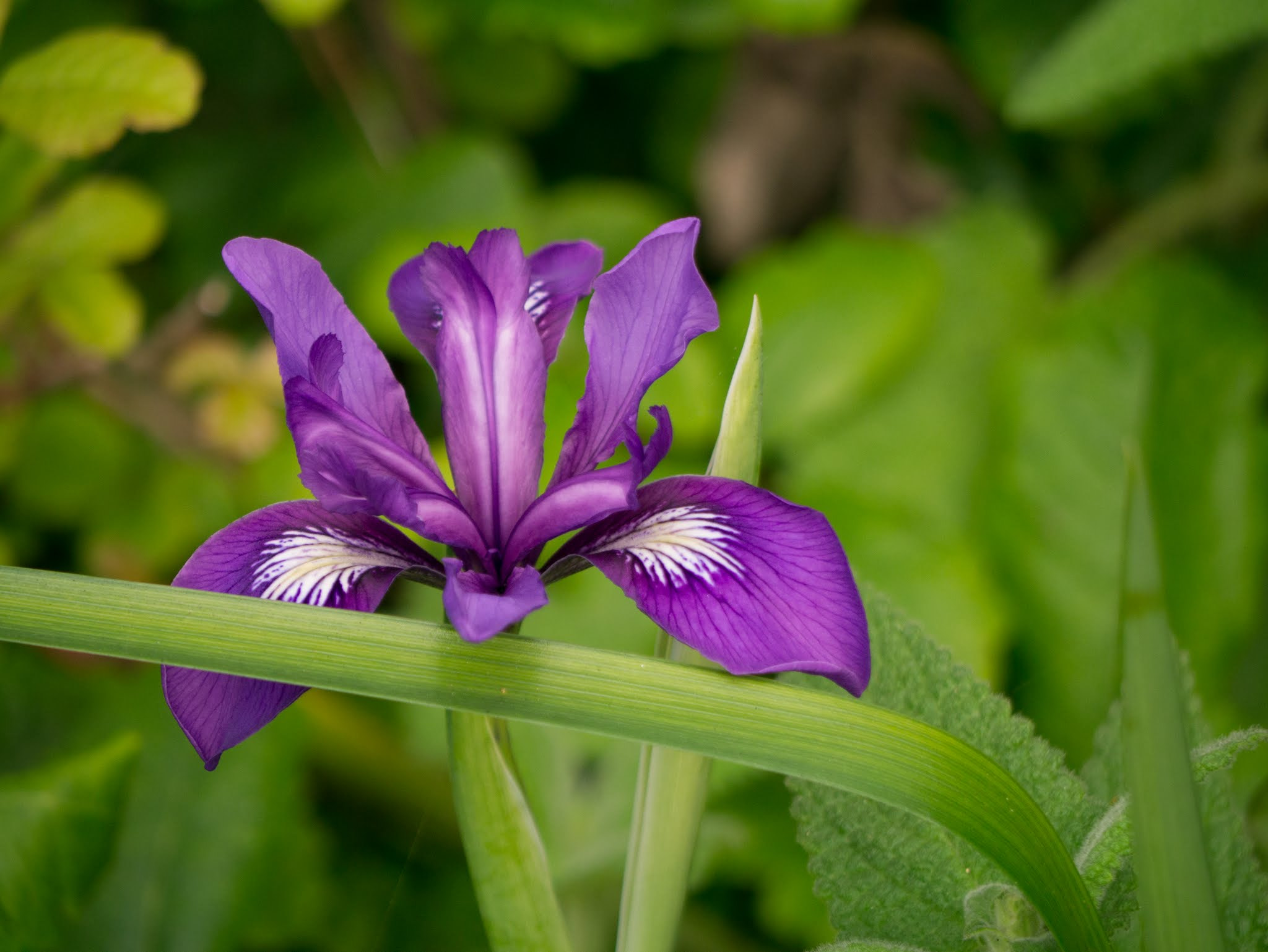 Panasonic Lumix G Vario 45-200mm F4-5.6 OIS sample photo. Wild iris at point lobos photography