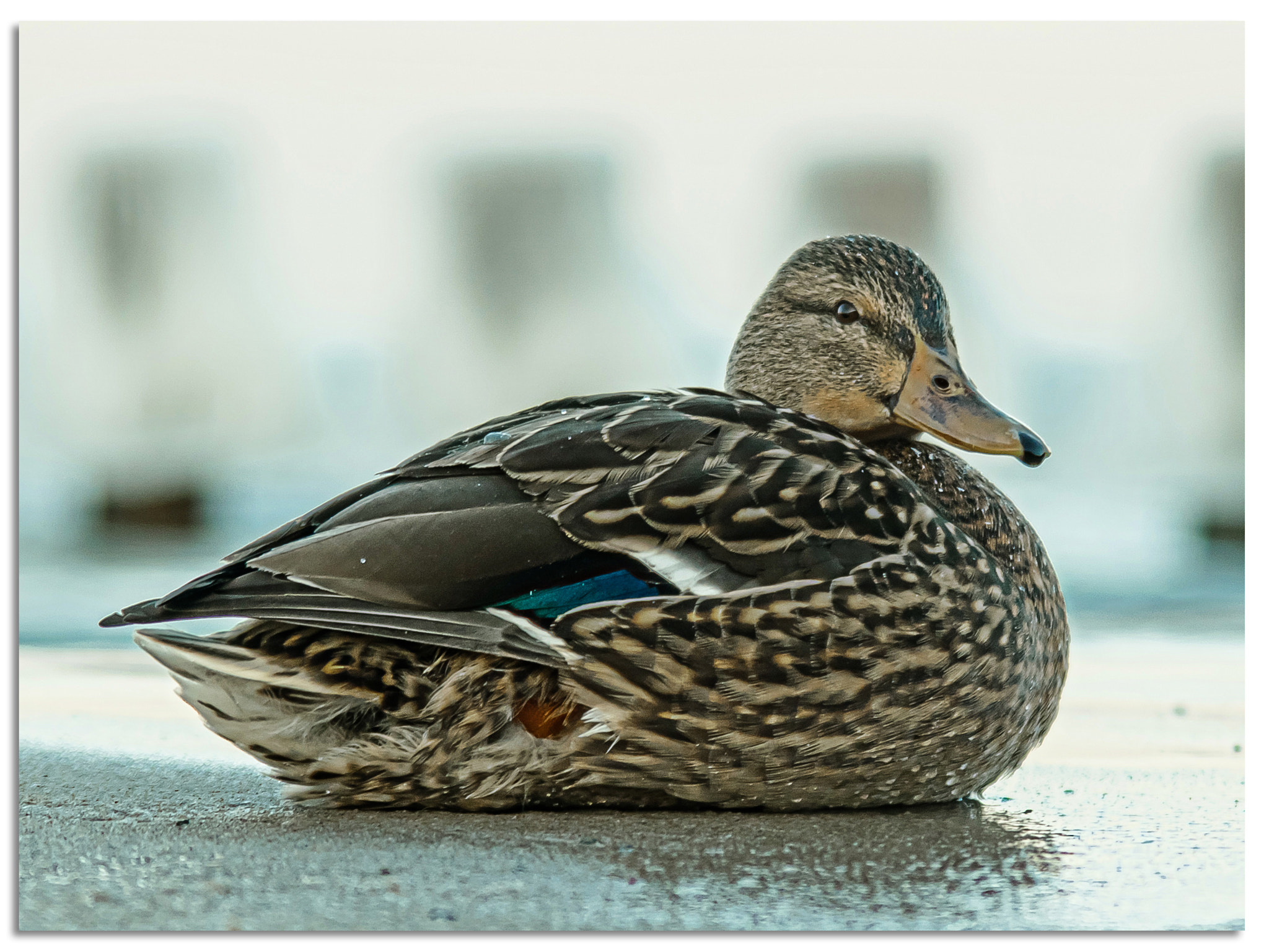 Sigma ZOOM-alpha 35-135mm F3.5-4.5 sample photo. Duck on a cold beach photography
