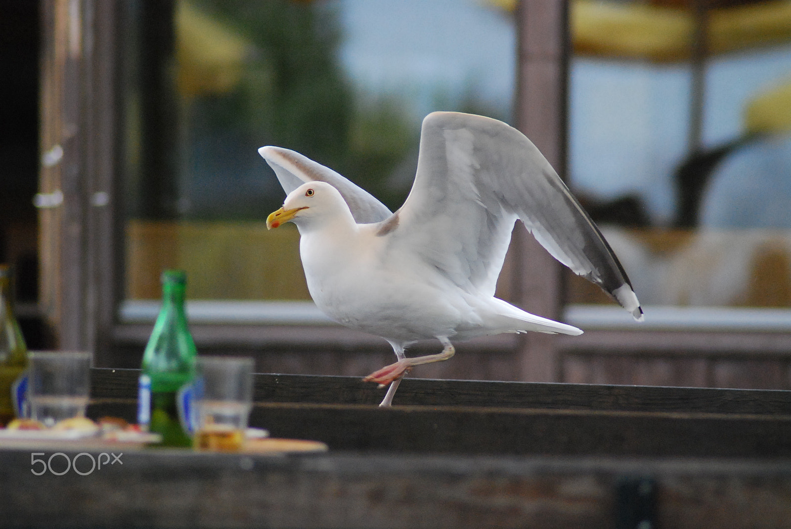 Nikon D40X sample photo. A dinner guest photography