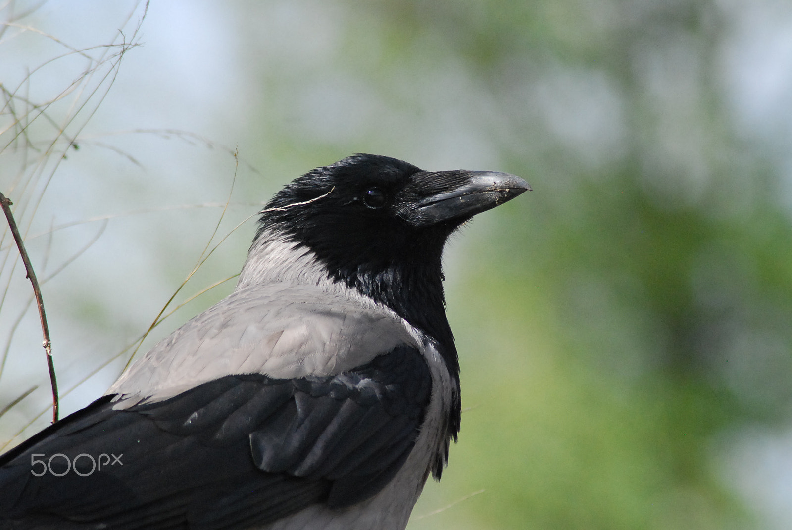 Nikon D40X sample photo. Beautiful crow photography