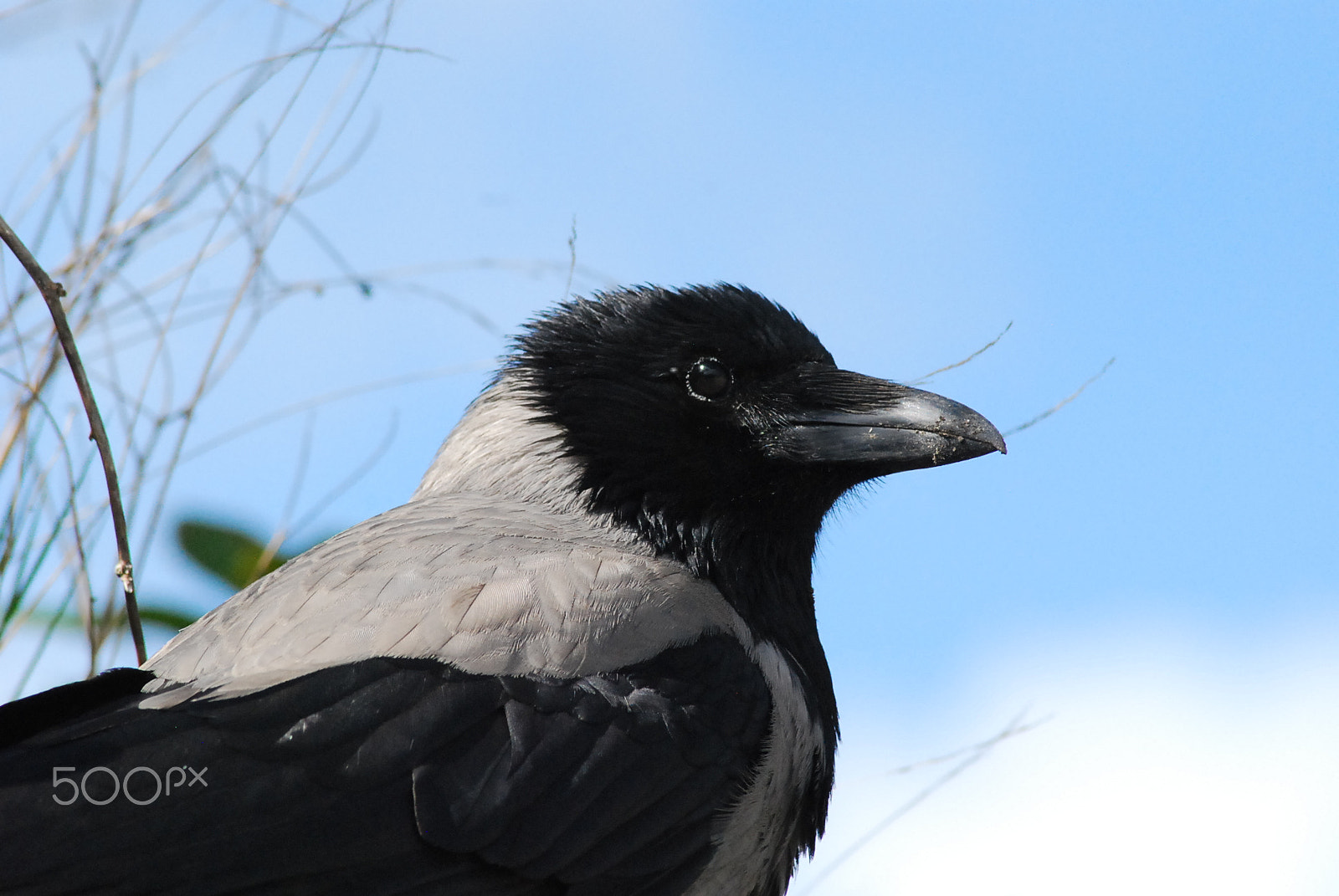 Nikon D40X sample photo. Beautiful crow photography