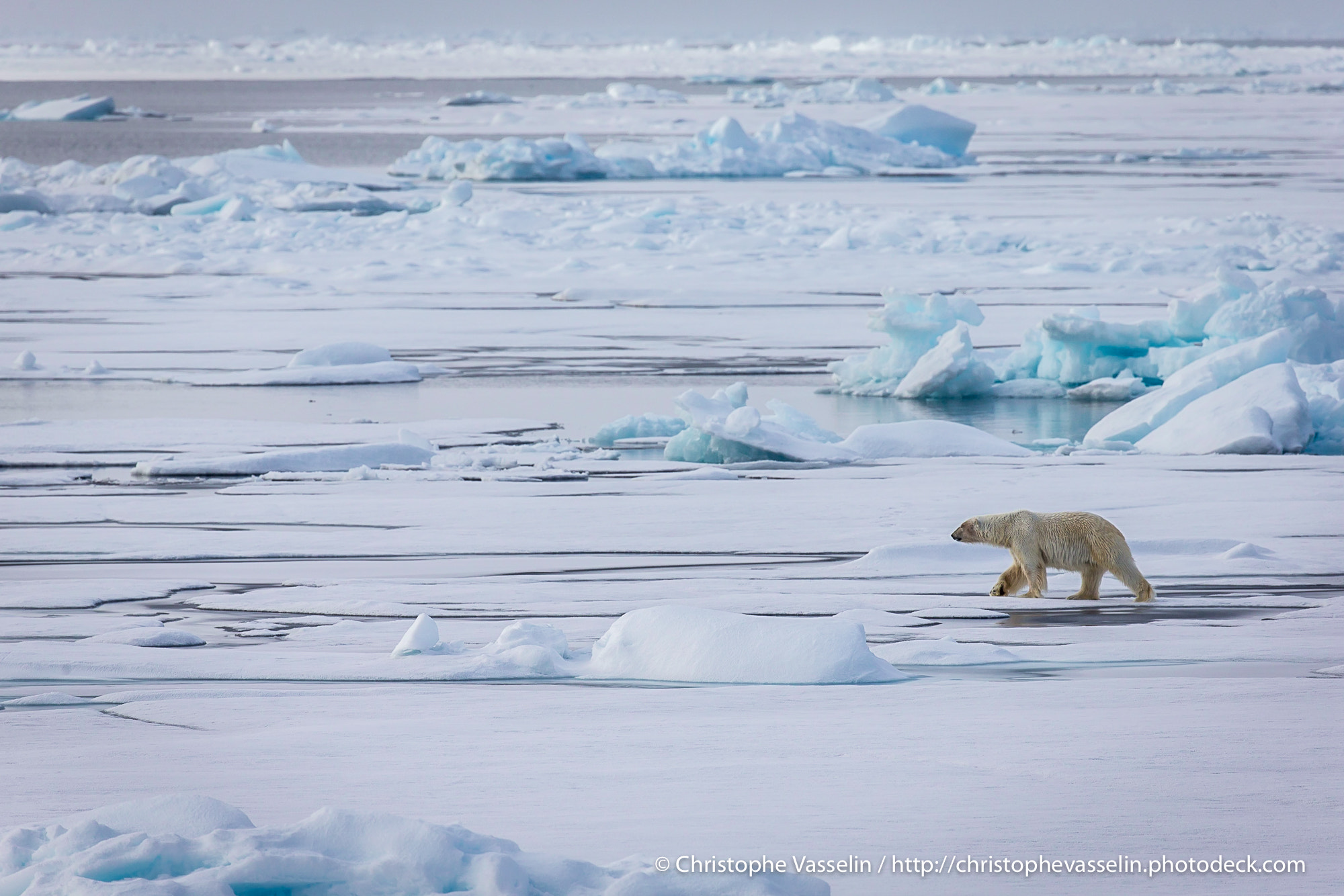 Canon EF 200-400mm F4L IS USM Extender 1.4x sample photo. On pack-ice photography