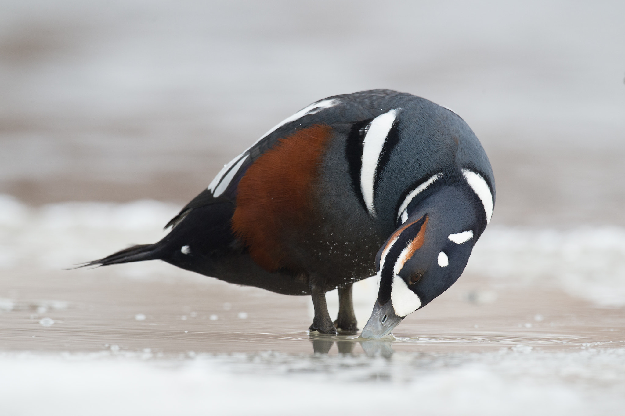 Nikon D4 + Sigma 24-60mm F2.8 EX DG sample photo. Arlequin plongeur, histrionicus histrionicus, harlequin duck photography