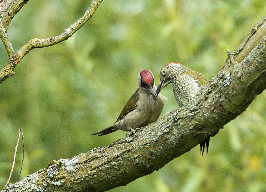 Nikon AF-S Nikkor 600mm F4D ED-IF II sample photo. Green woodpecker pair photography