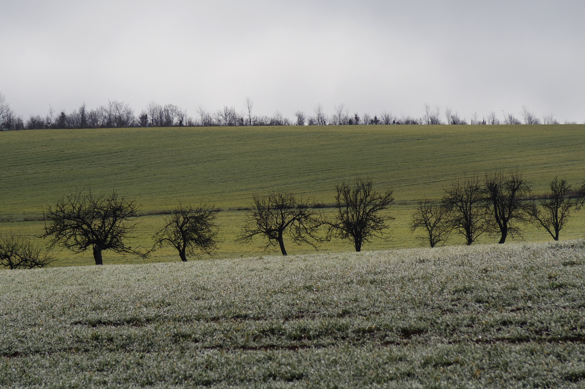 Pentax 06 Telephoto 15-45mm sample photo. Tree line photography