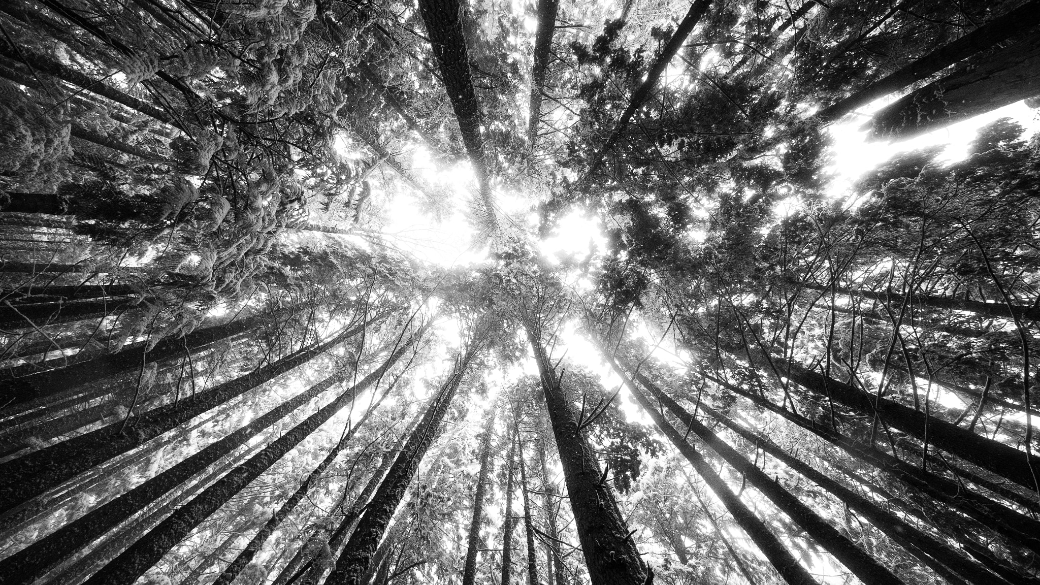 Olympus OM-D E-M5 + Panasonic Lumix G Vario 7-14mm F4 ASPH sample photo. Looking up in the trees. photography